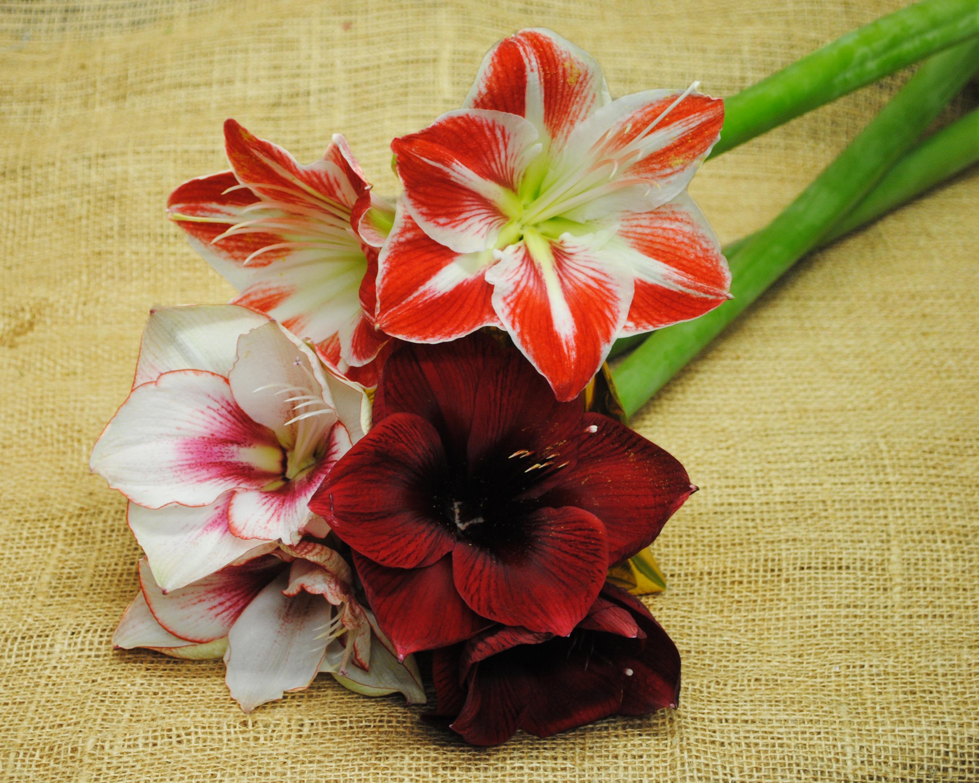 amaryllis