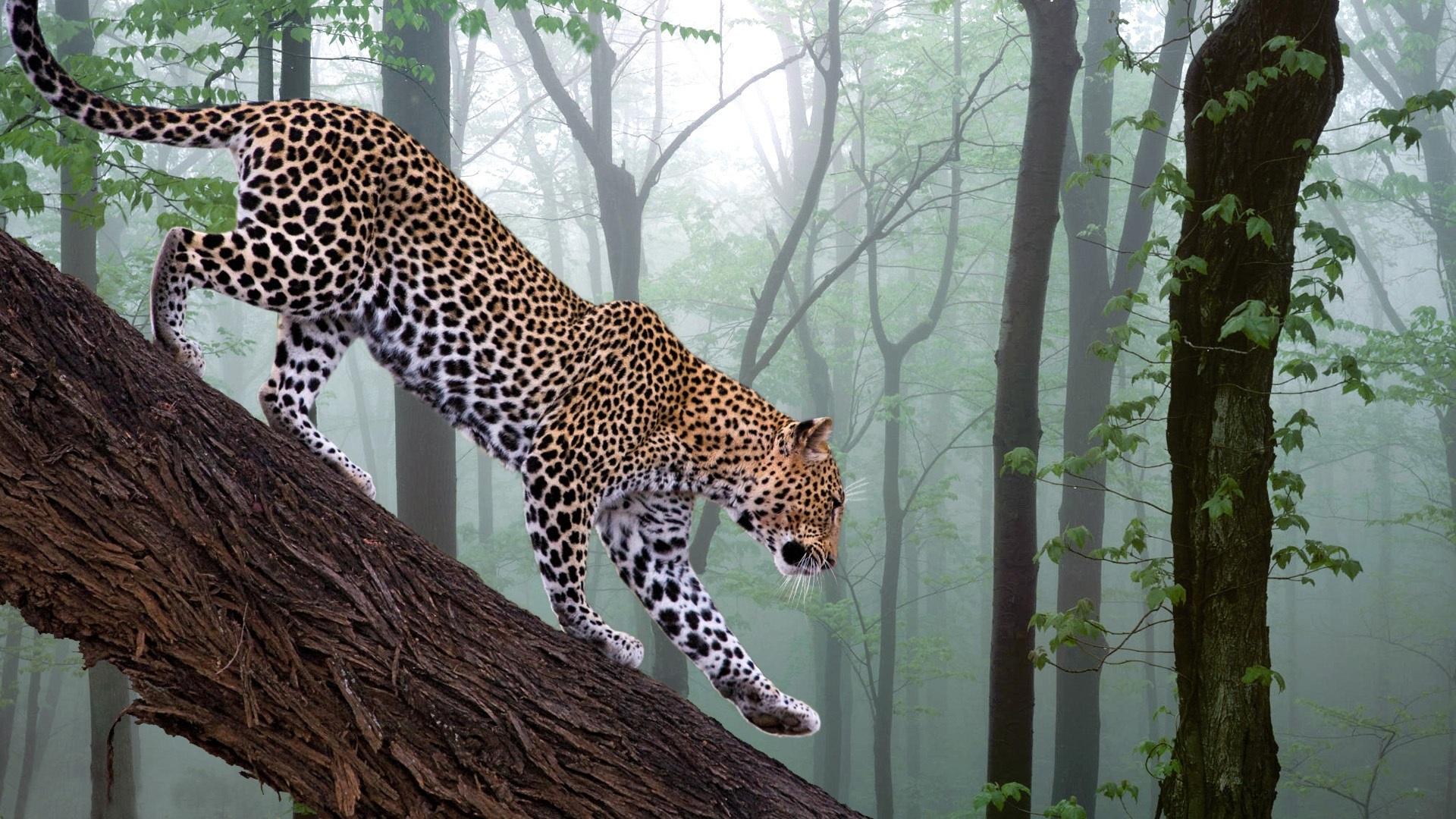Leopard in the forest wallpaper