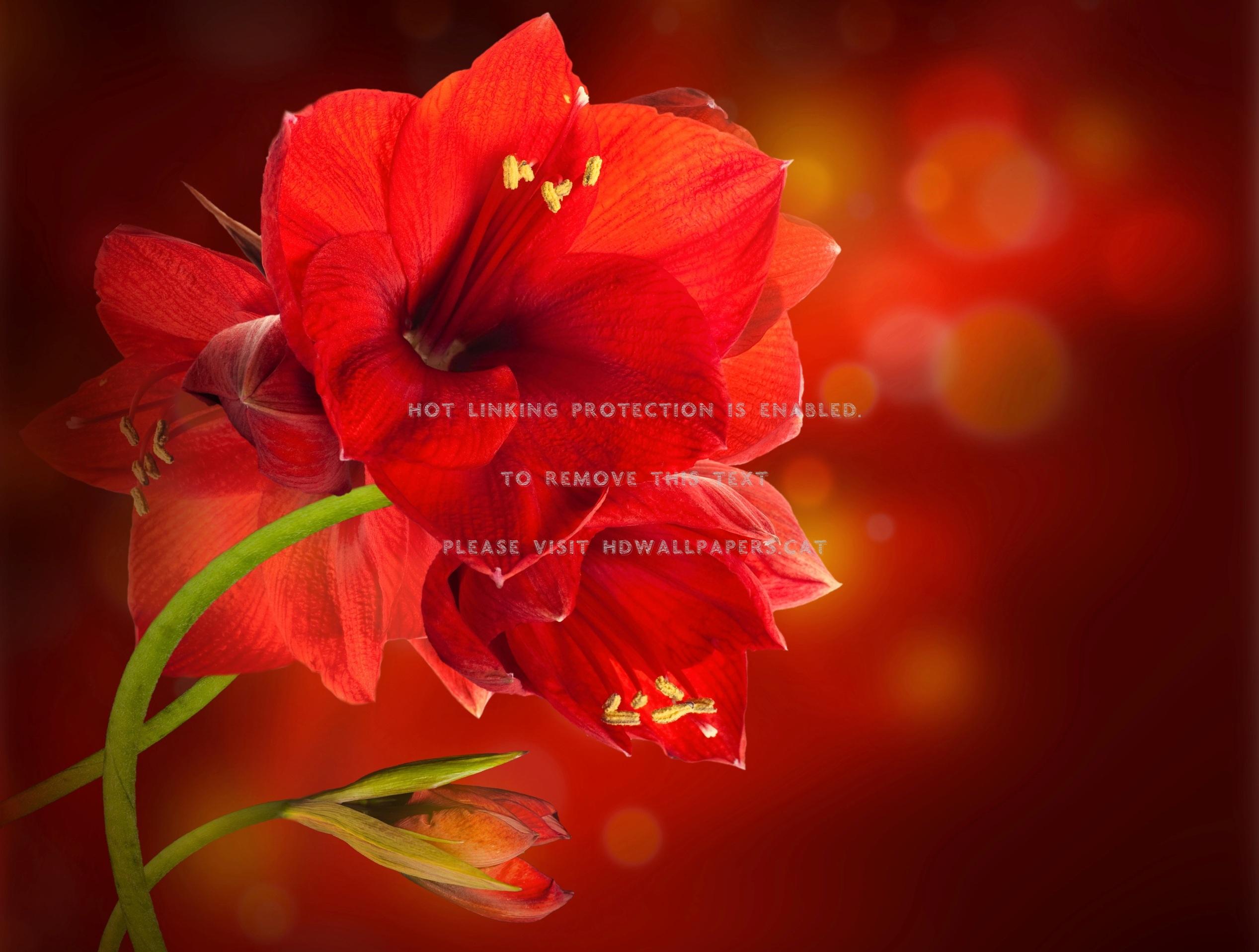 Amaryllis Mix Wallpapers - Wallpaper Cave