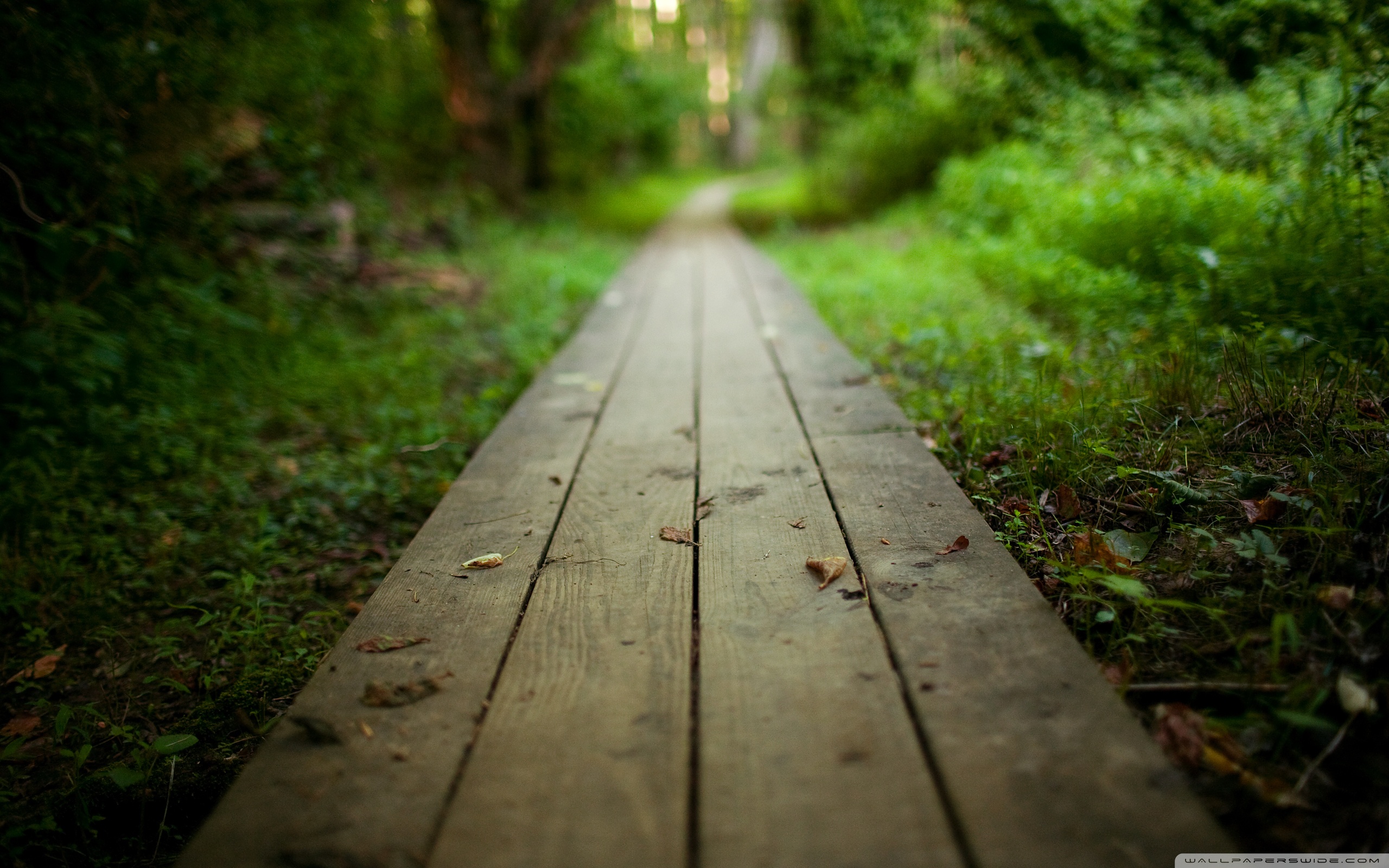 Path HD Wallpaper, Background Image