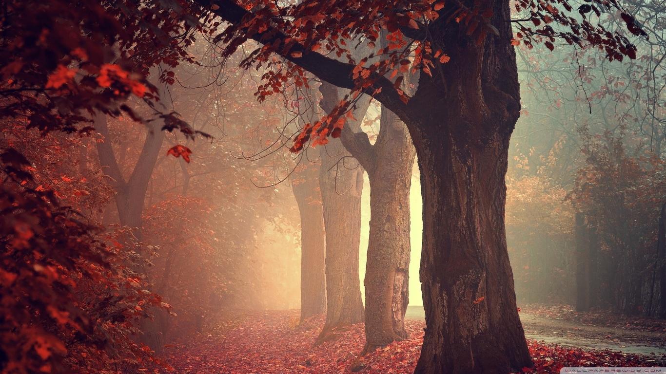 Red Forest Path ❤ 4K HD Desktop Wallpaper for 4K Ultra HD TV • Wide