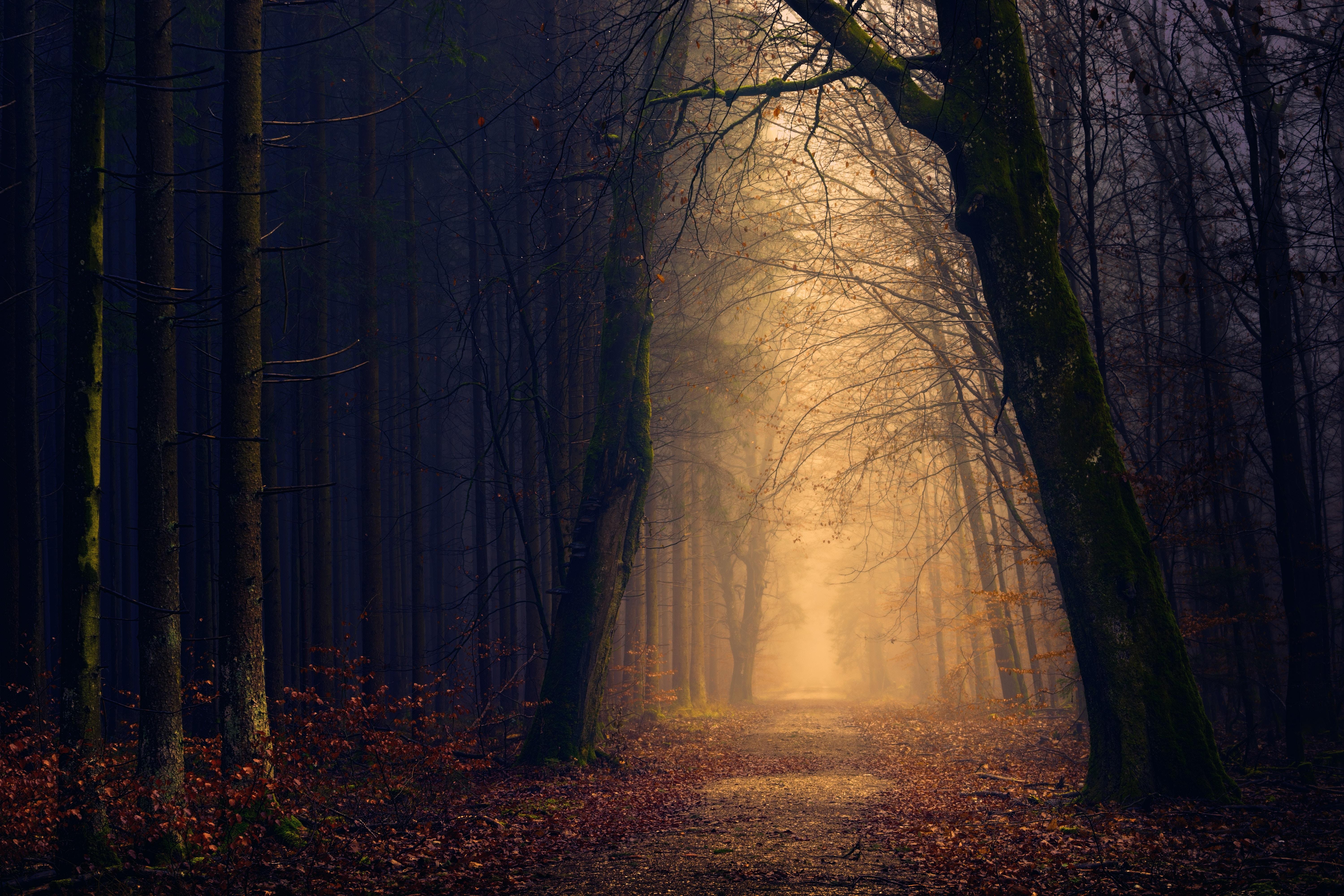 Wallpaper Forest, Autumn, Foliage, Dark, Path, HD, 5K, Nature