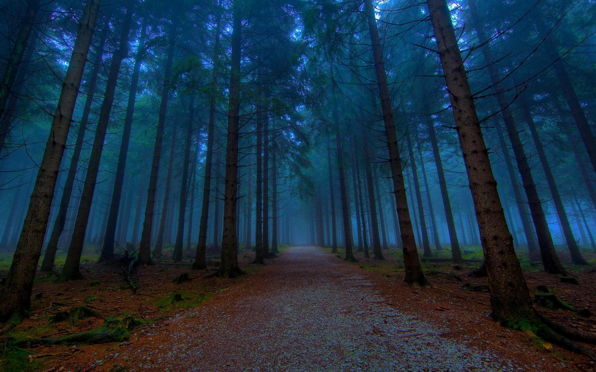 Mystical Forest Path HD desktop wallpaper, Widescreen, High