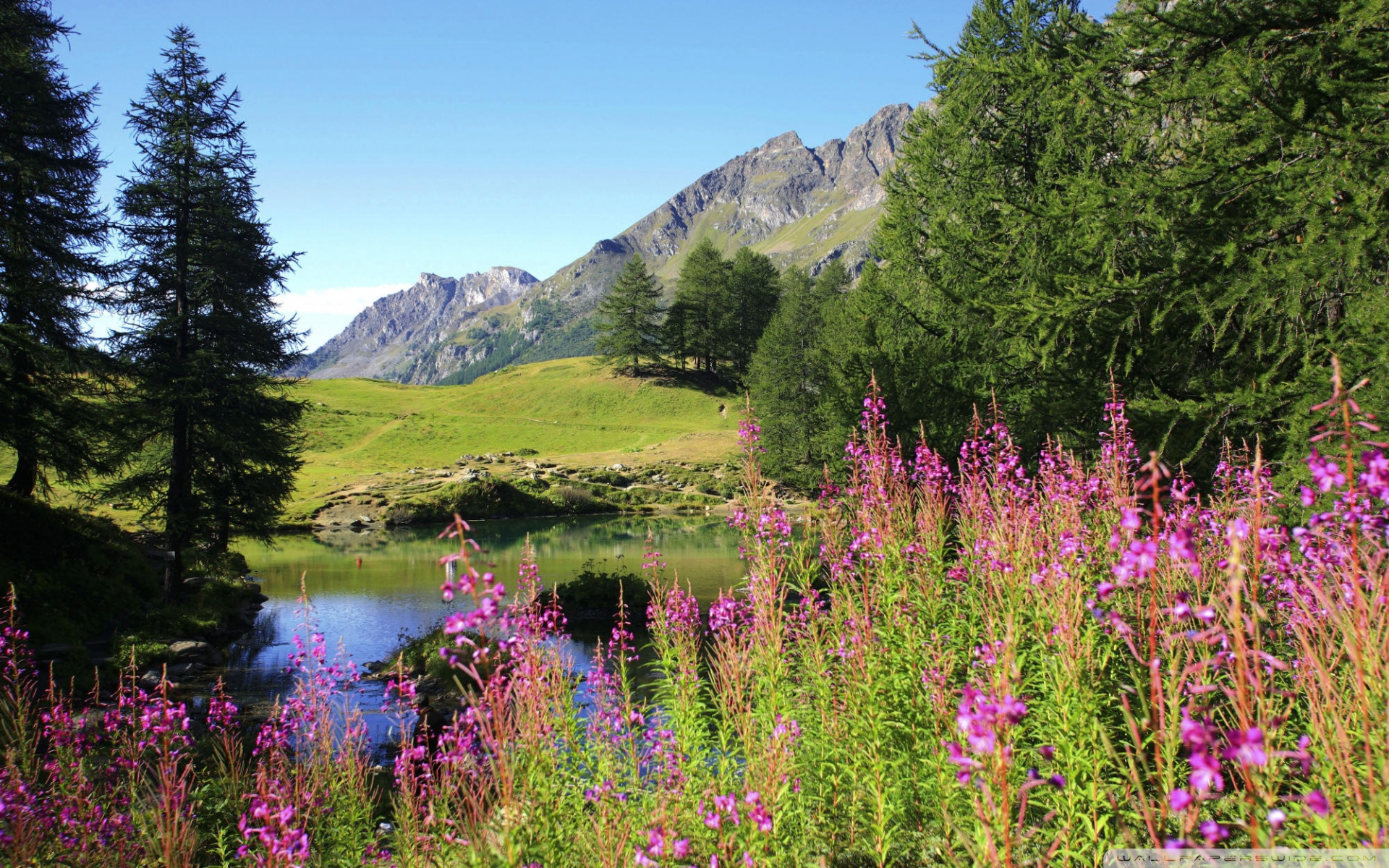 Mountain Wildflowers Field 4 ❤ 4K HD Desktop Wallpaper for • Wide
