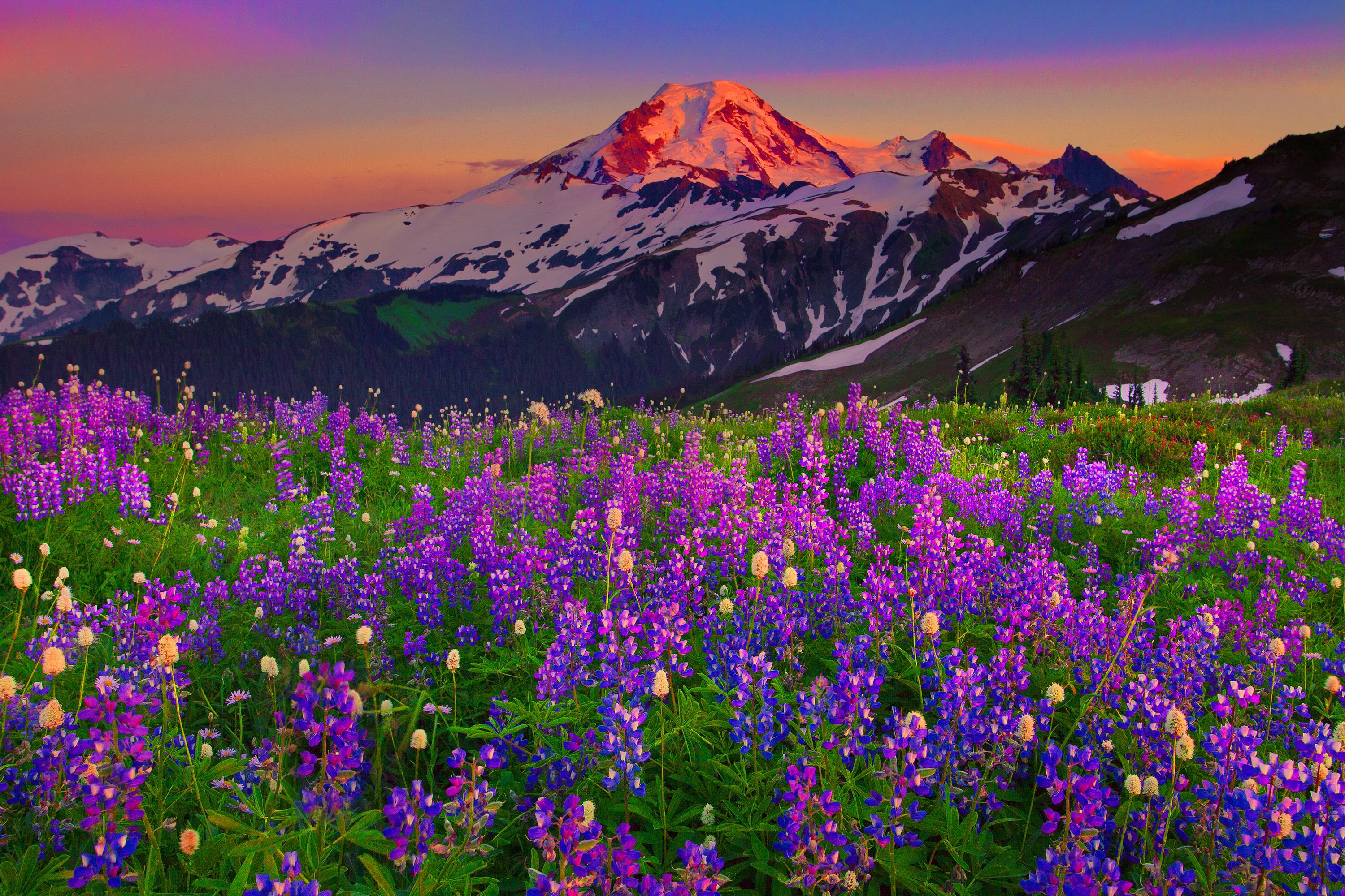 Free download Mountain wildflowers HQ WALLPAPER 144544 3000x2000