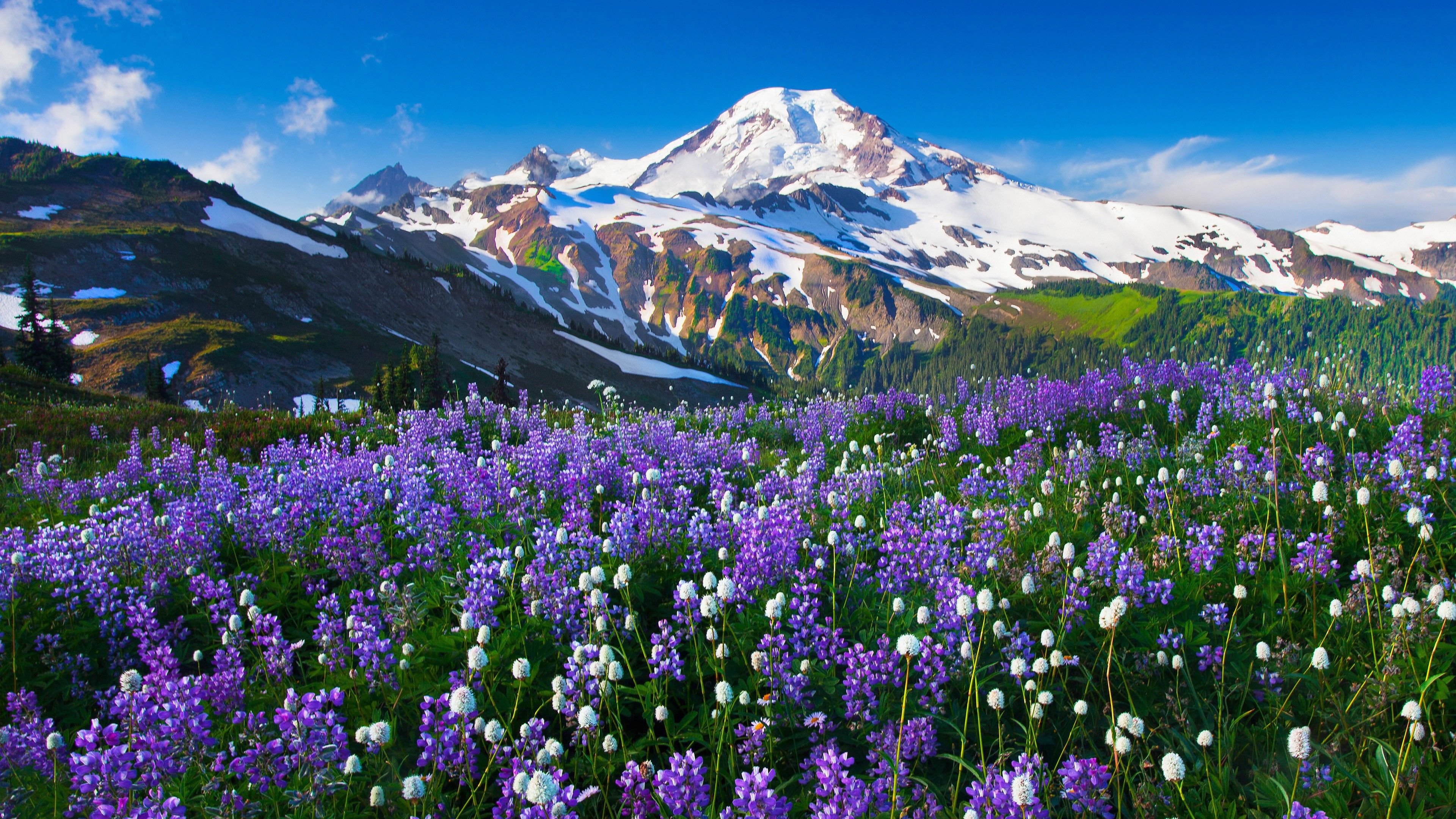 Flower Meadow And Mountains Wallpapers - Wallpaper Cave