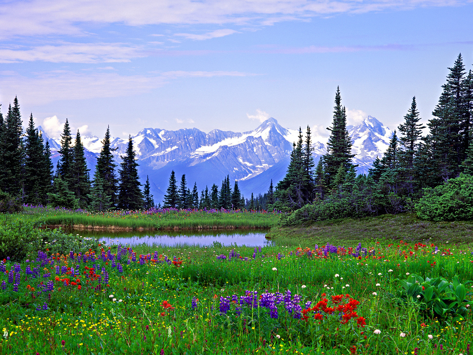 Alpine Wildflowers Rocky Mountains British Columbia Flowers