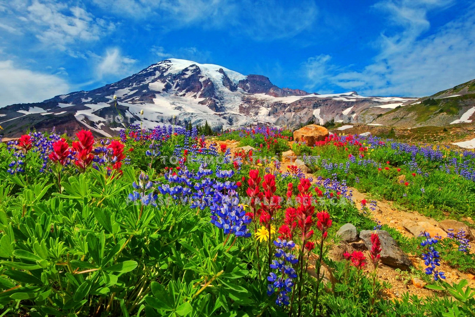 The Mountain Wildflowers wallpaper Gallery