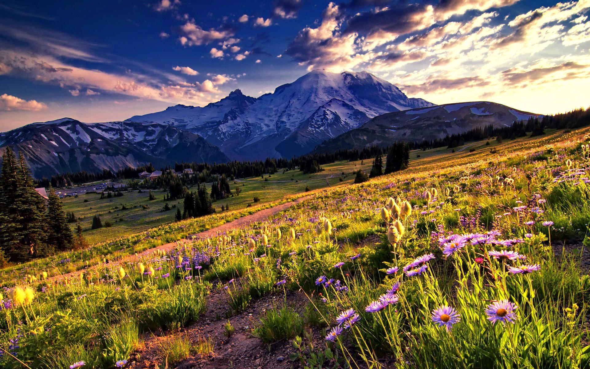 Mountains: Mountain Slope Flowers Beautiful Wildflowers Summer