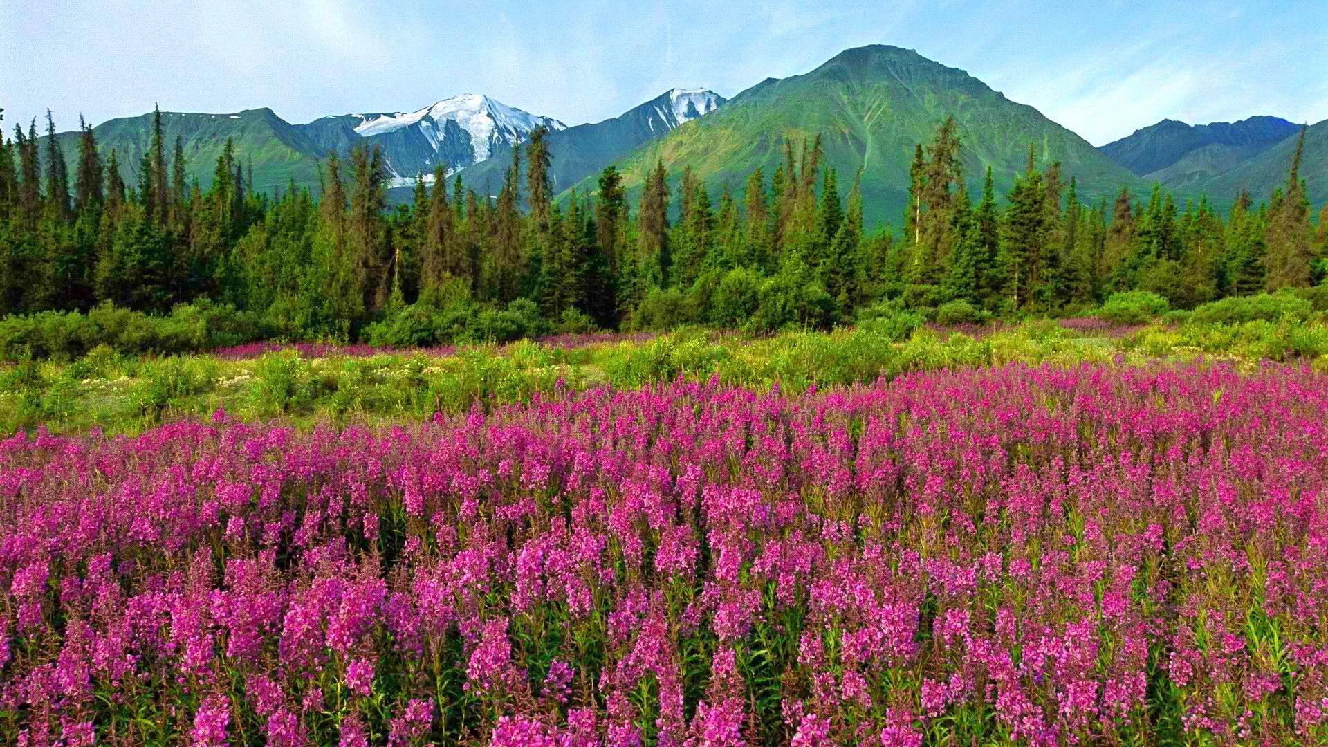 Mountain Wildflowers HD desktop wallpaper, Widescreen, High