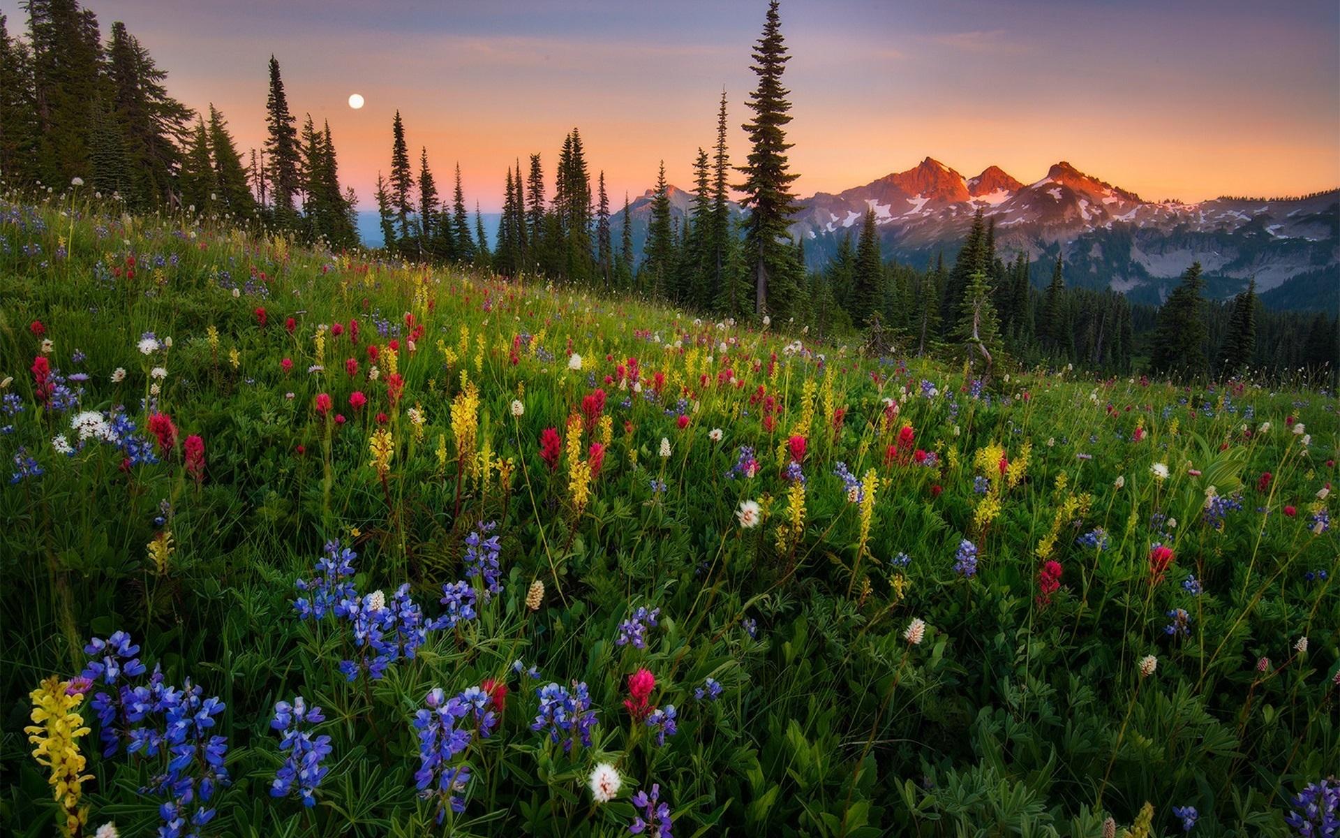 Wallpaper Wildflowers, mountains, sunset, nature landscape 1920x1200