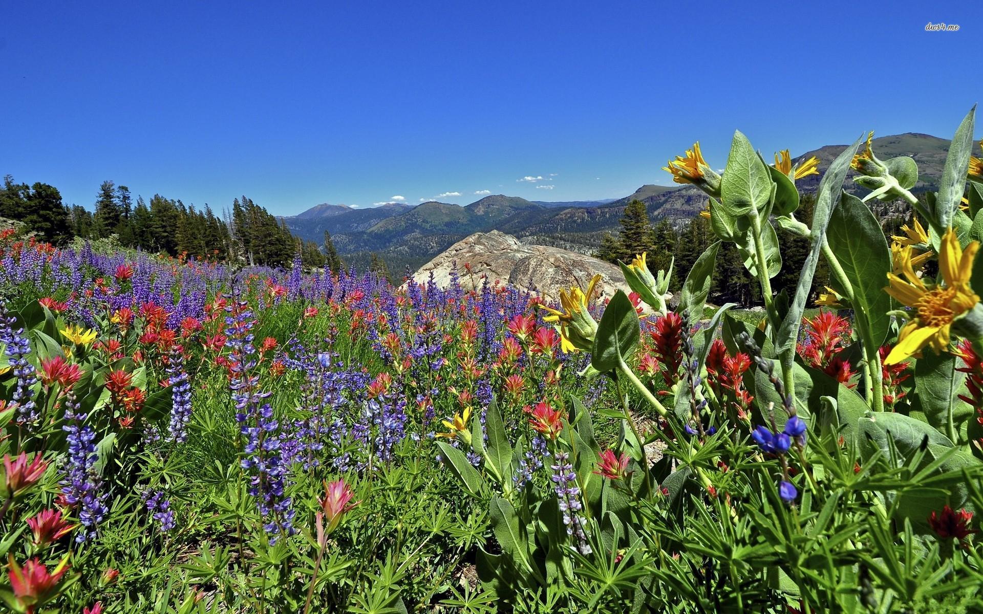 Wildflowers in the mountains wallpaper wallpaper