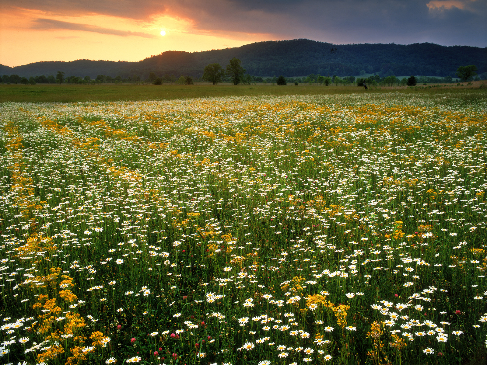 Walk through fields of happiness at these ultimate wildflower hikes