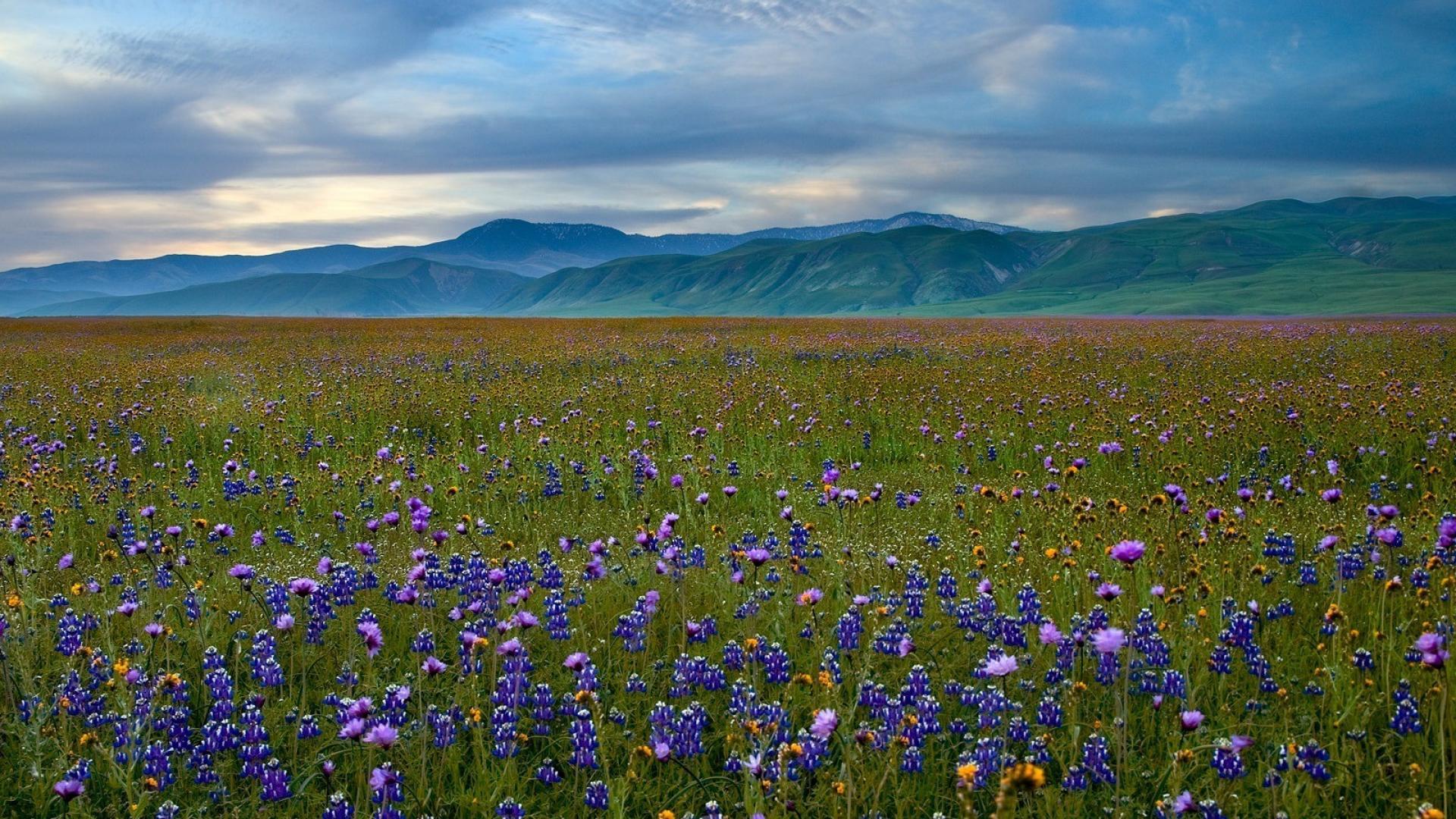 Mountains landscapes nature california meadows blue flowers