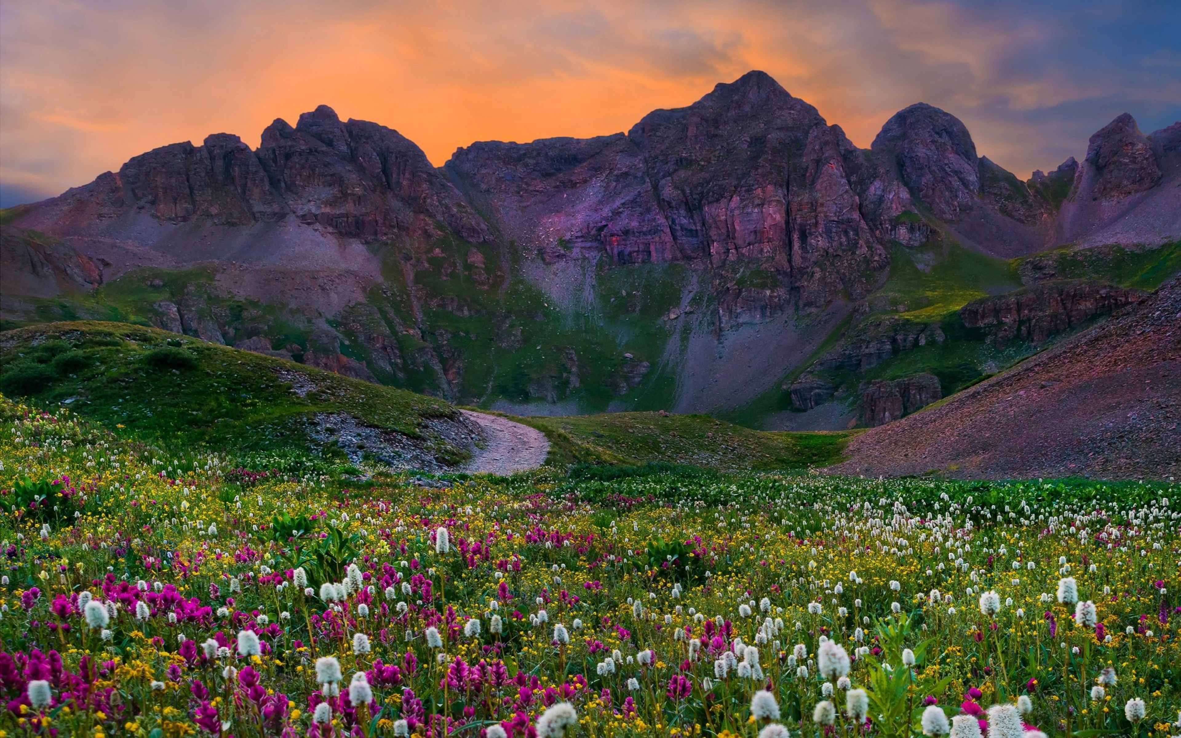 Wildflowers Field With Flowers Green Grass Sunset Mountain Colorado