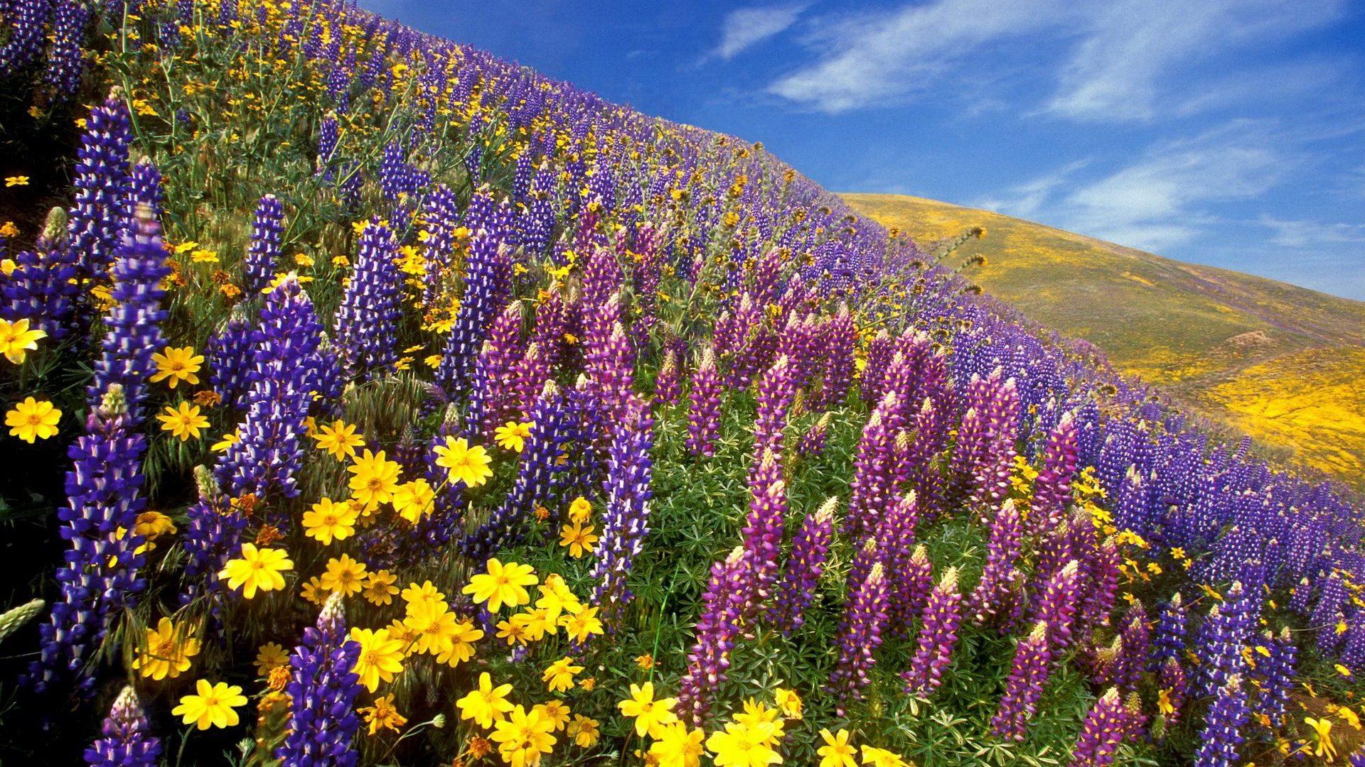 Flowers: Mountain Wildflowers Hills Fields Mountains Landscapes Free