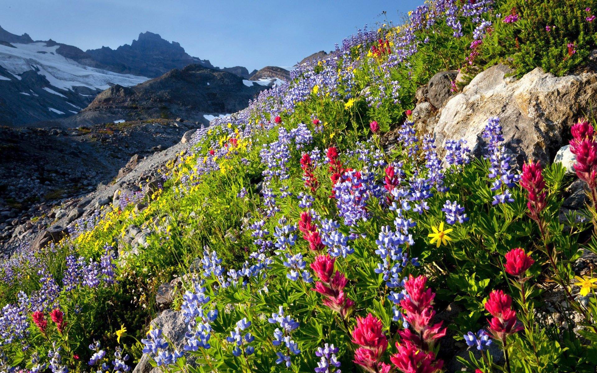 Mountain Wildflowers HD Wallpaper. Background Imagex1200