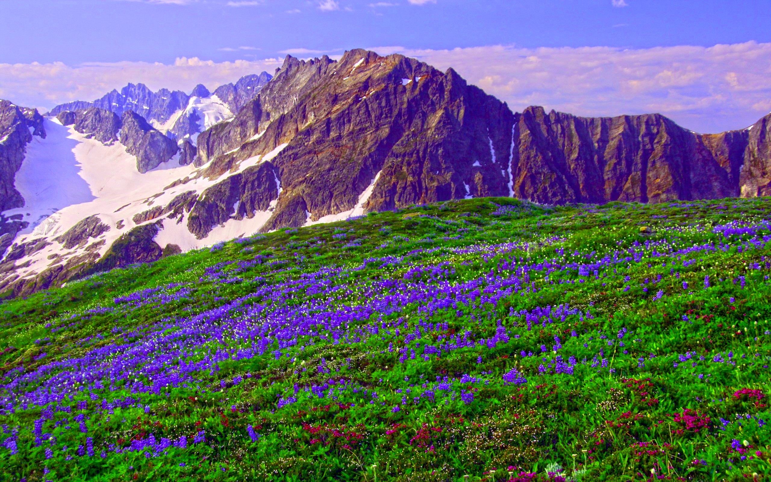 Download Mountain Wildflowers Wallpapers - Wallpaper Cave
