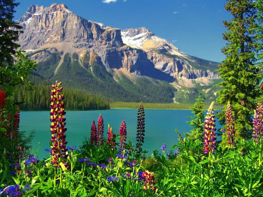 Lakes: Nature Wildflowers Lake Cliffs Lupin Mountain Canada