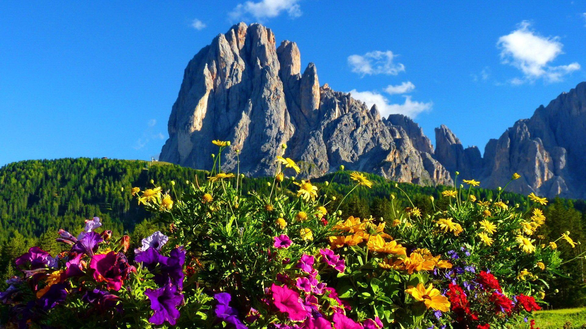 Mountains: Dolomites Italy Colorful Grass Mountain Rocks Flowers