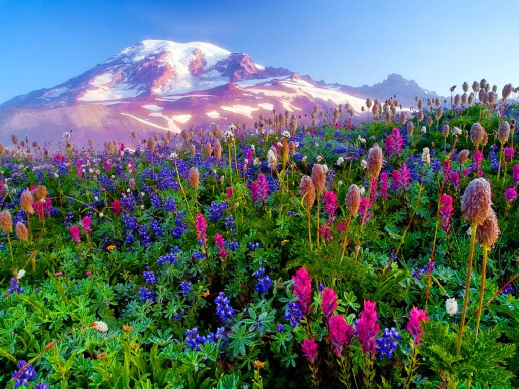 Group of Wild Flowers Desktop Background