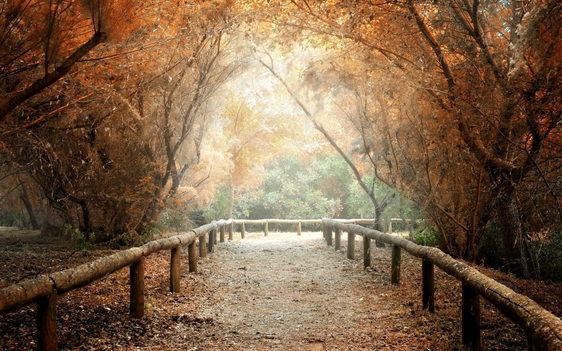 Nature Trees Path and Leaves Wallpaper