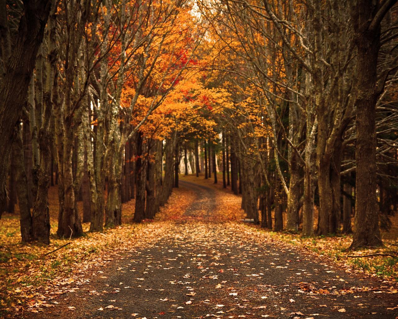 Autumn path #photo