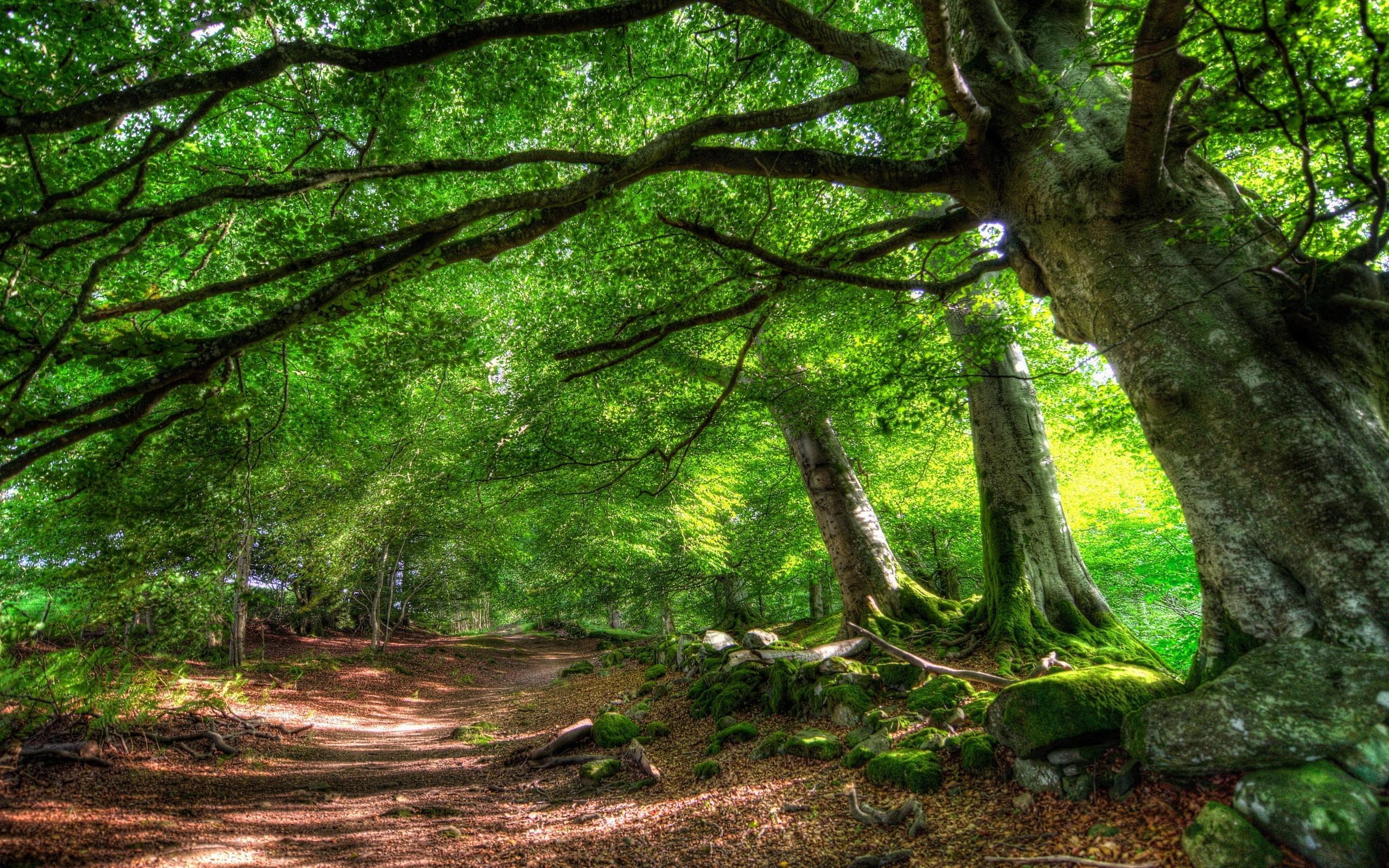 Home » Nature »Forest trail of green trees HD Desktop