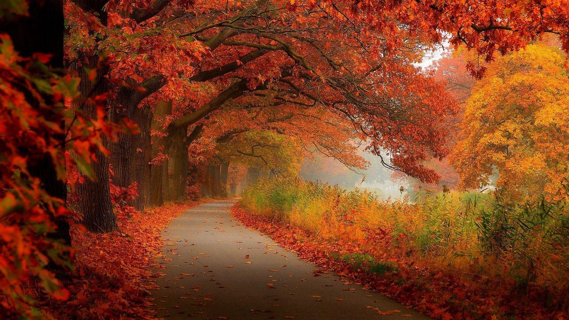 Best Autumn Foliage Wallpaper