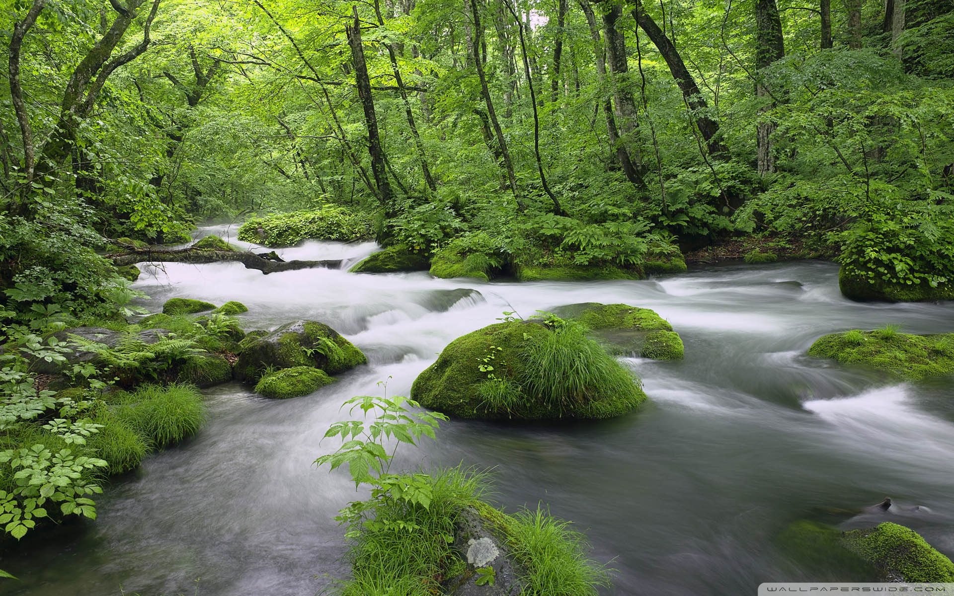 Forest River, Japan Ultra HD Desktop Background Wallpaper for 4K
