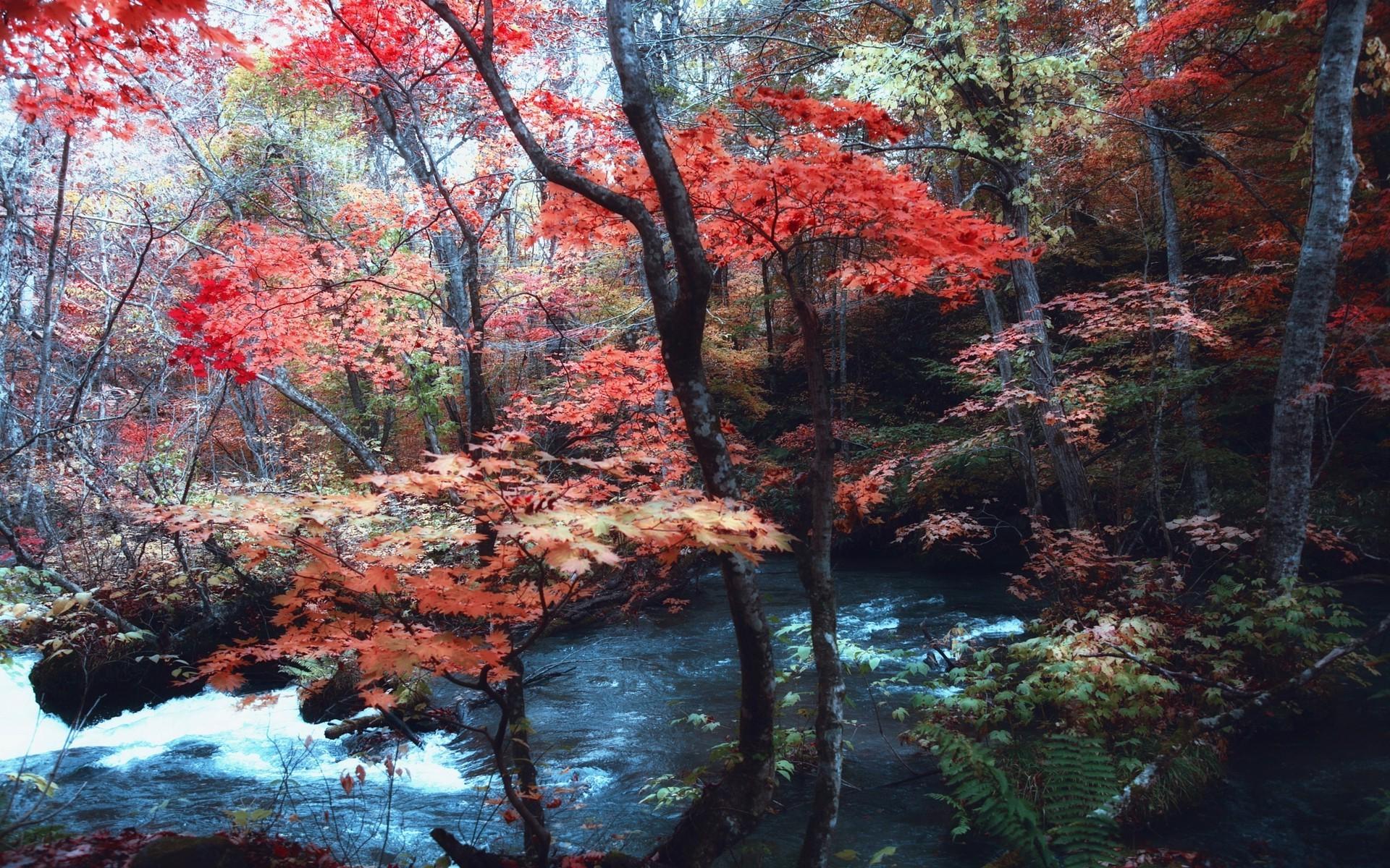 nature, Landscape, Maple Leaves, Trees, River, Japan, Forest, Ferns