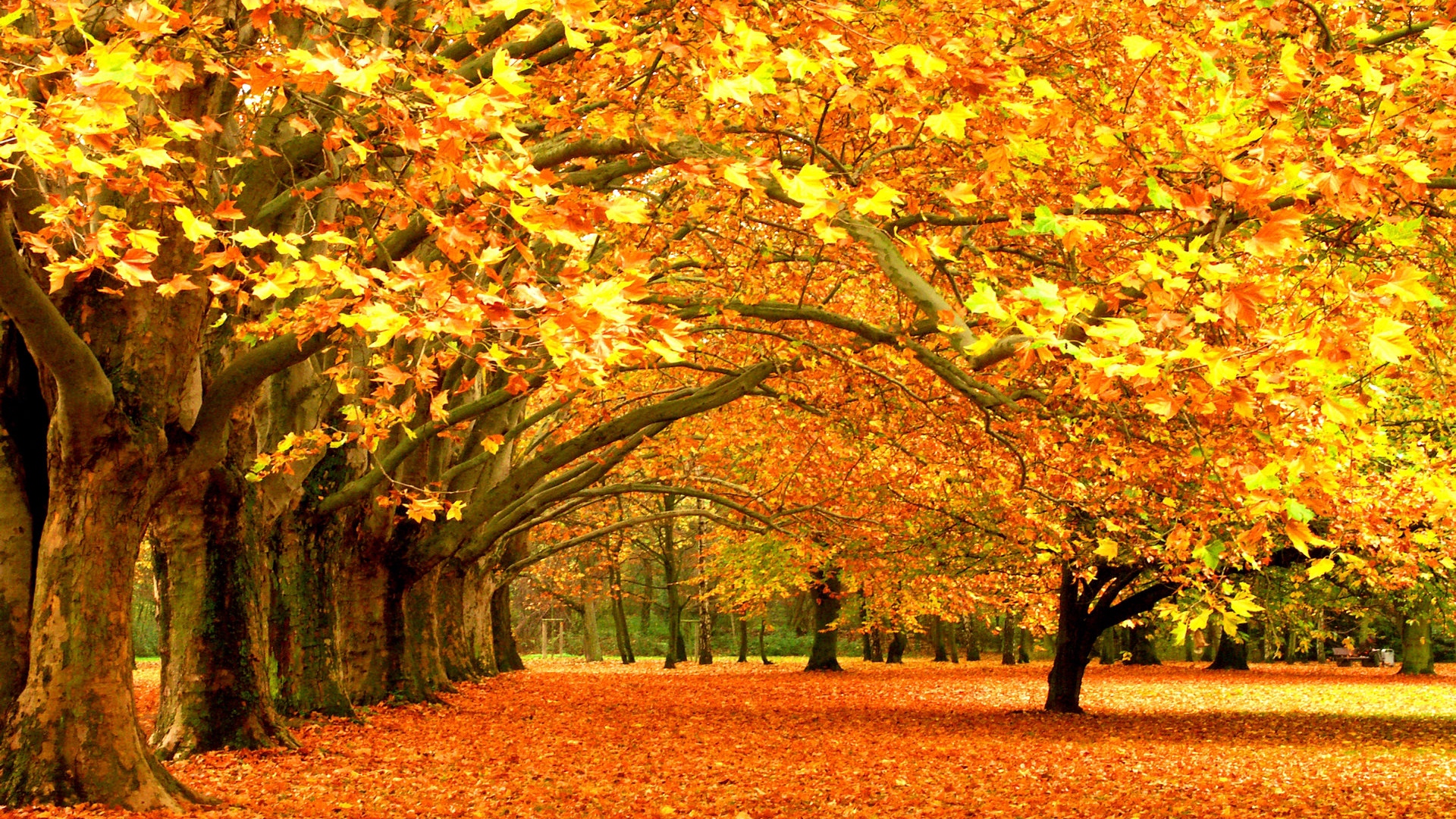 Park Autumn Trees and Foliage Wallpaper