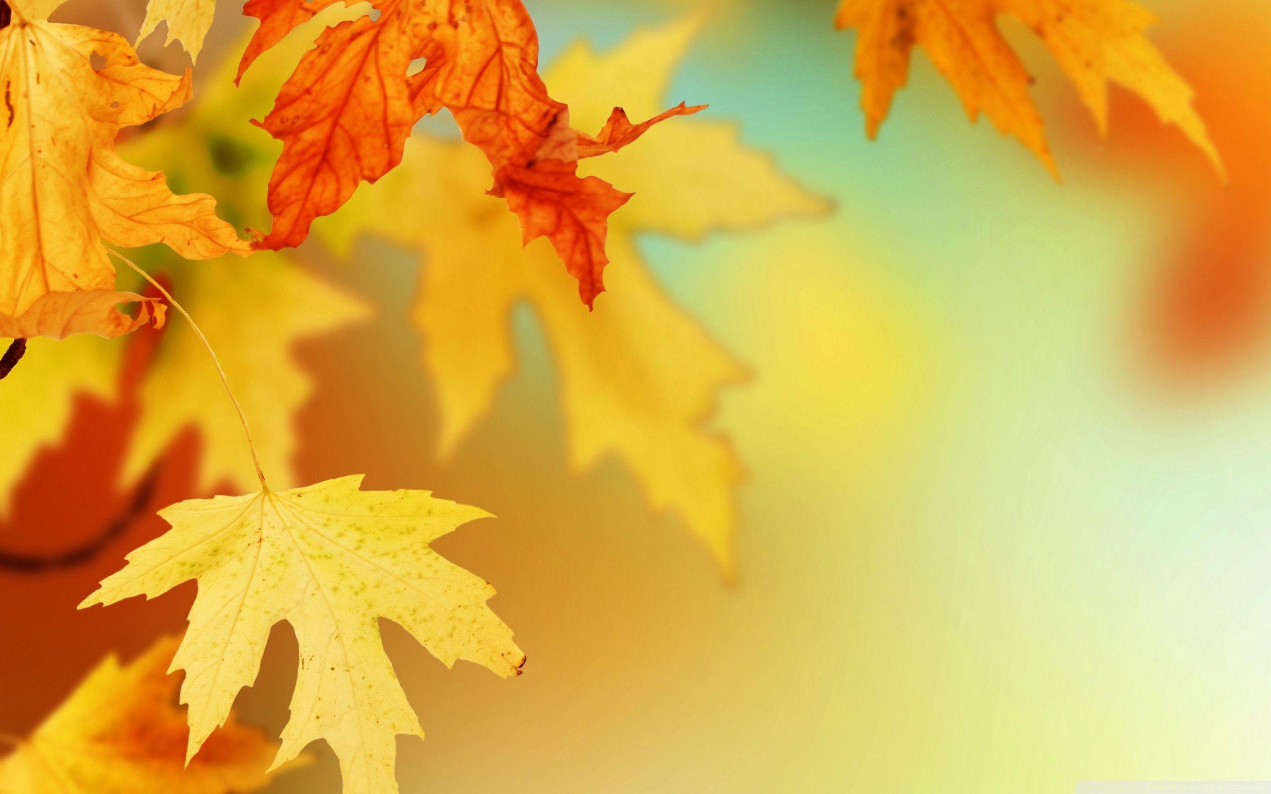 Fall Leaves wallpaperDownload free HD background for desktop