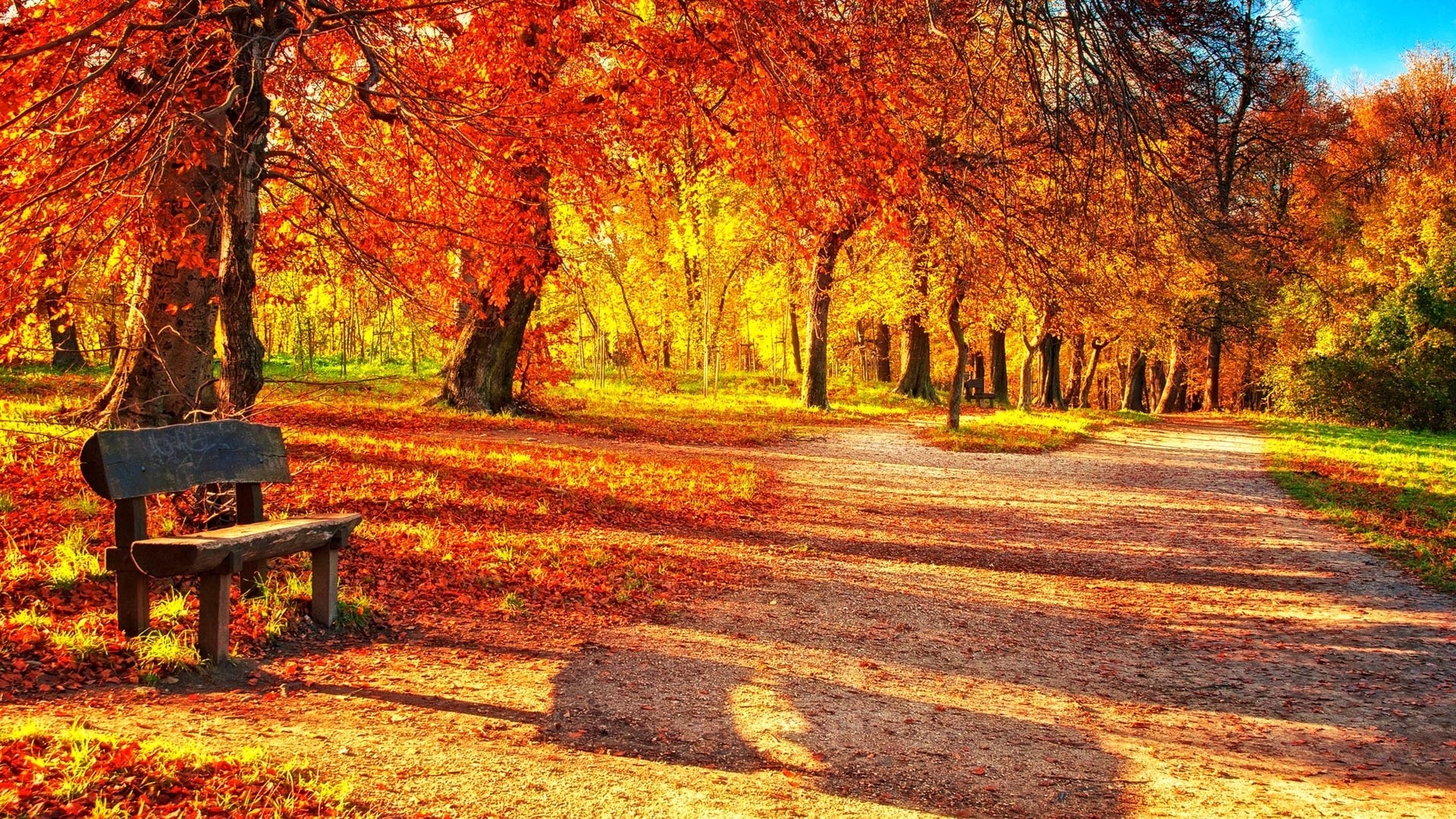 Fall Foliage Wallpaper for Desktop background picture