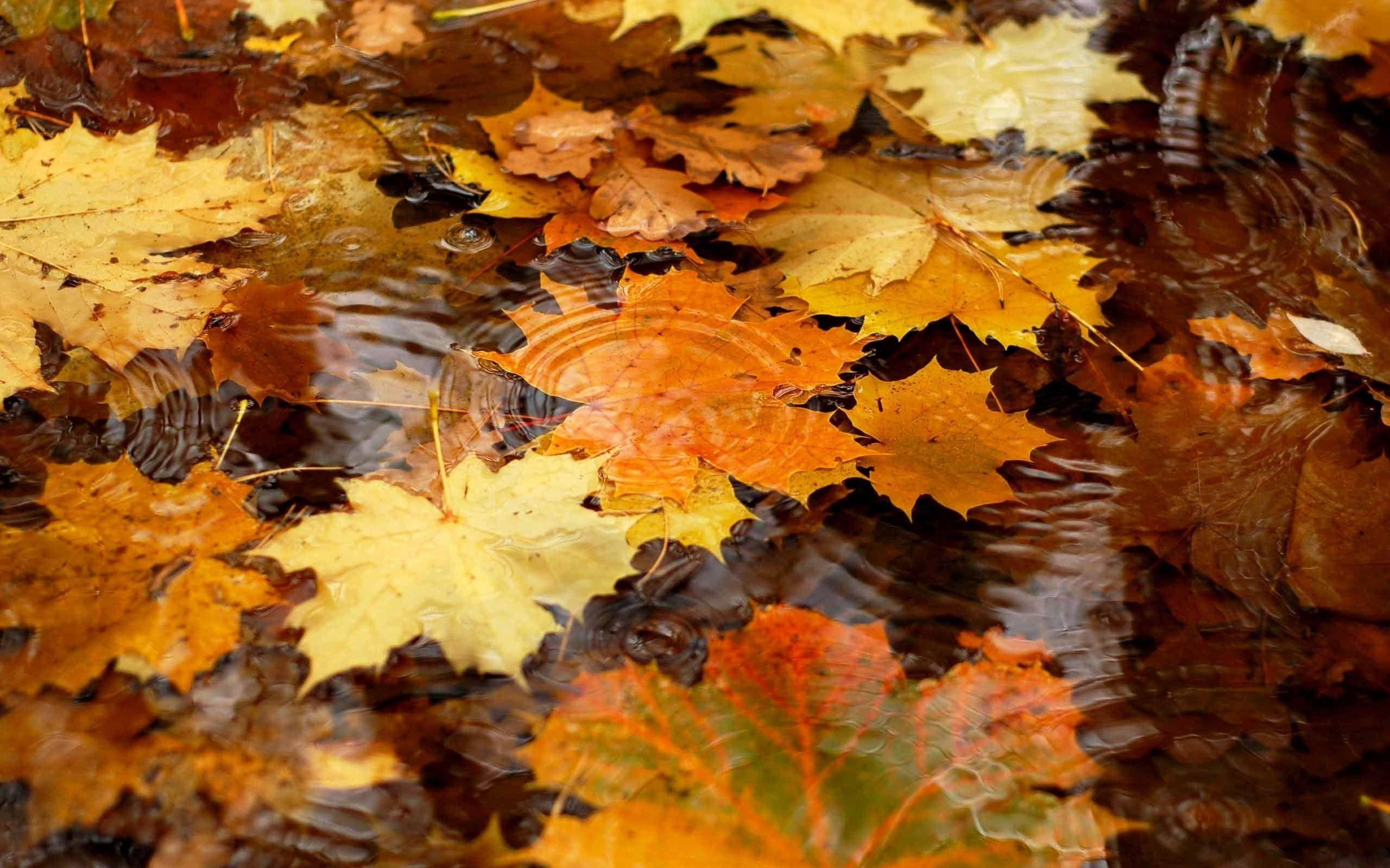 Autumn Wallpaper Free Leaves With Water