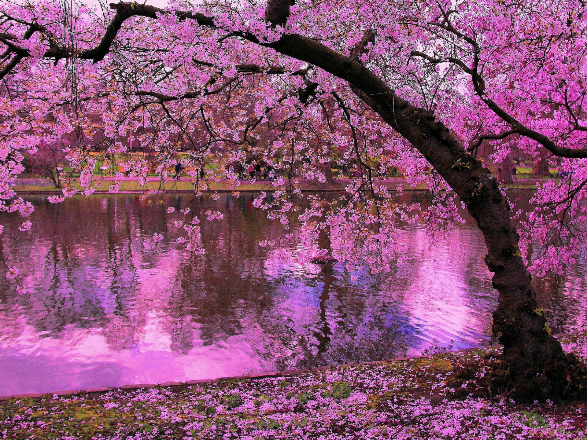 Spring Blooming Trees, Pink Blossoms Of Cherry River Reflection