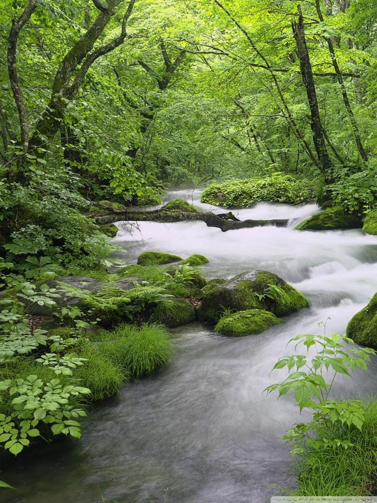 Forest River, Japan ❤ 4K HD Desktop Wallpaper for 4K Ultra HD TV