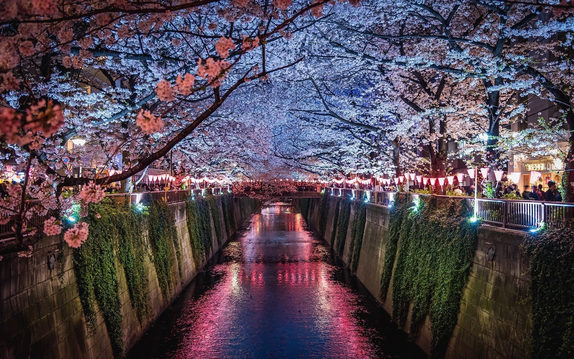 Wallpaper Japan, Sakura, river, night, lights 1920x1200 HD Picture