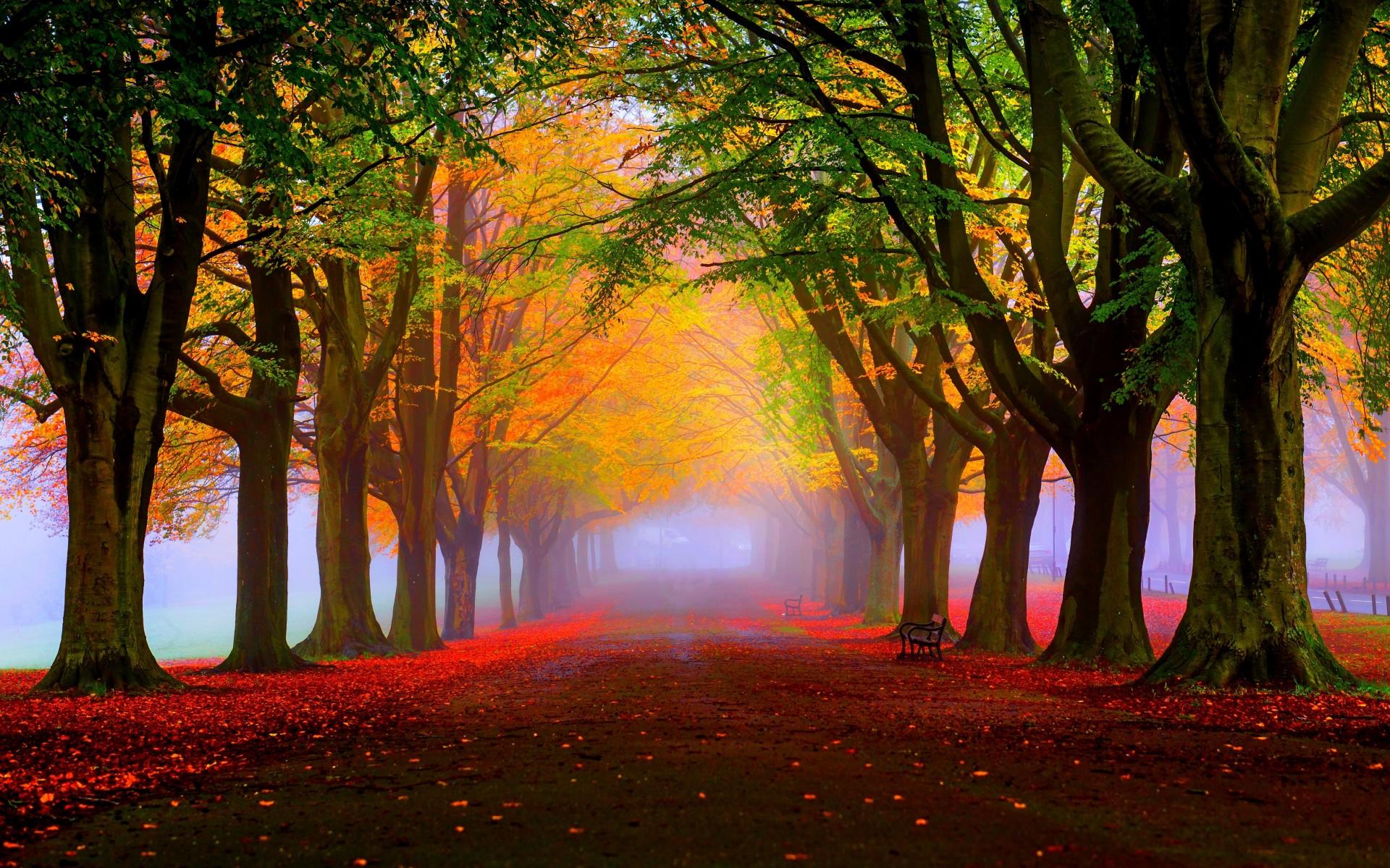 Wallpaper Autumn, Fall, Tress, Fog, Foliage, 5K, Nature