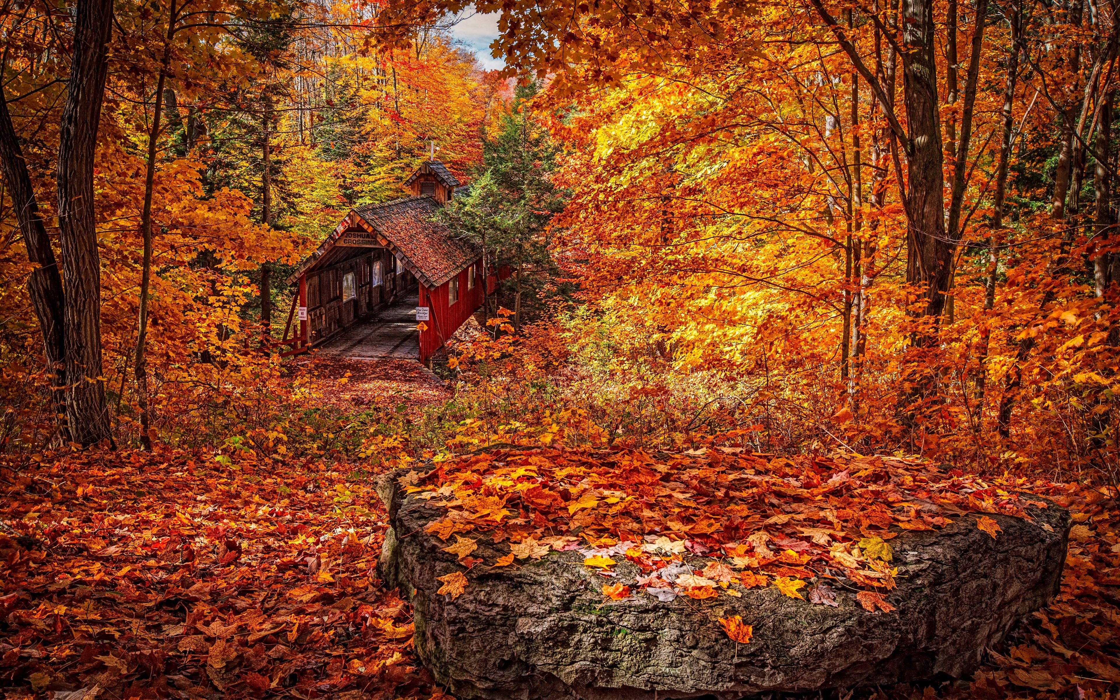 Download wallpaper 3840x2400 structure, autumn, foliage 4k ultra HD