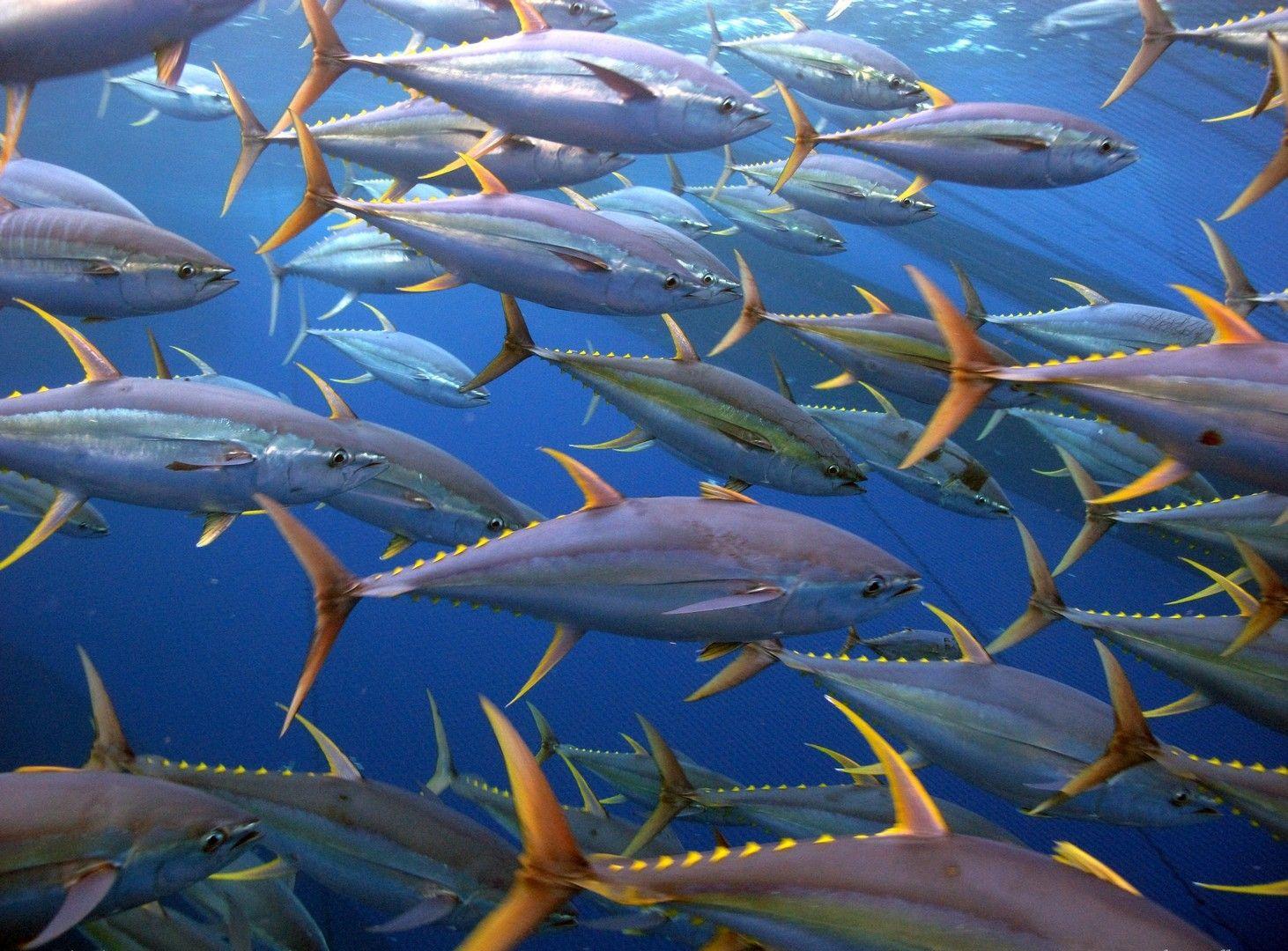 HD tuna wallpaper. tuna wallpaper. Yellowfin tuna, Tuna fishing, Fish