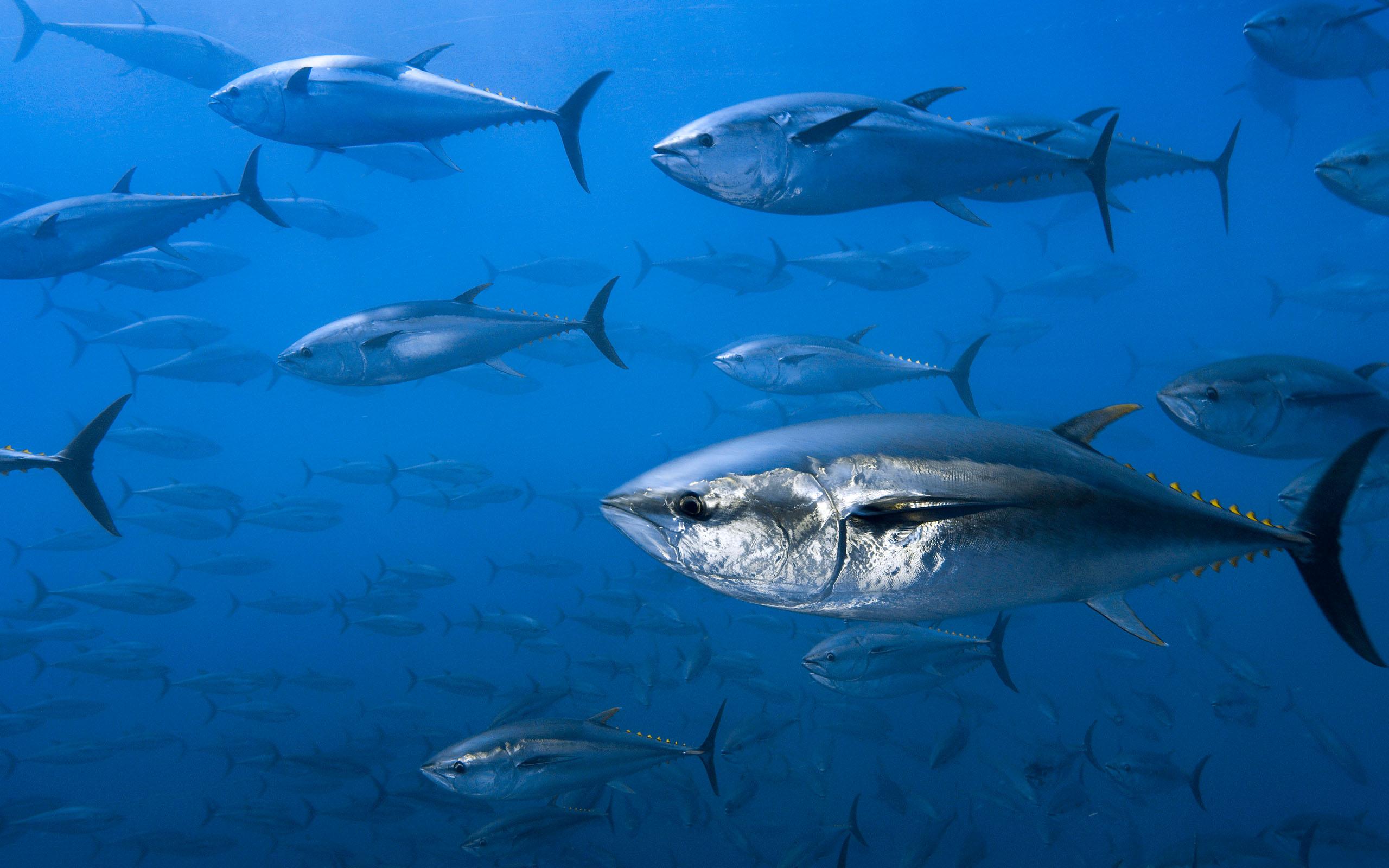 Yellowfin Tuna Wallpapers - Wallpaper Cave