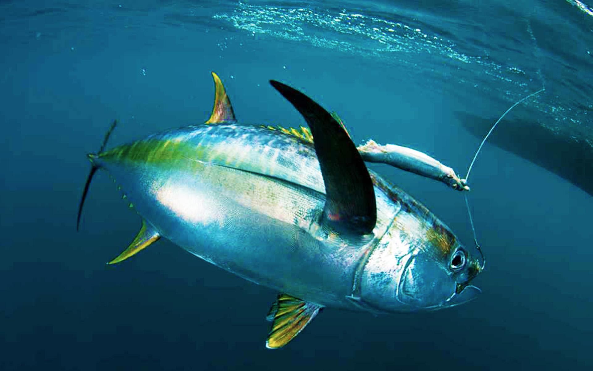 Tuna Fishing Charter Curacao