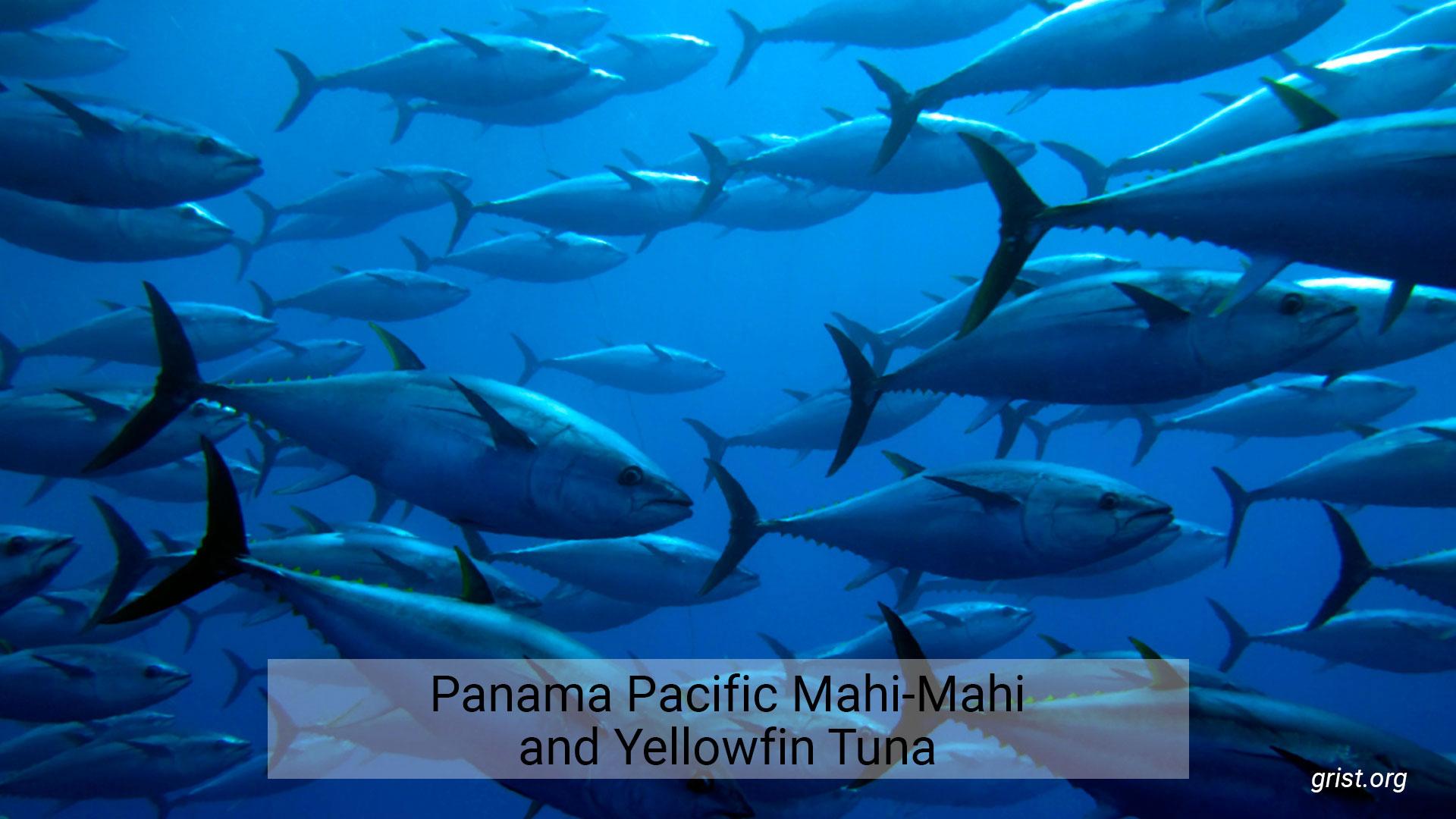 Panama Pacific Mahi Mahi And Yellowfin Tuna