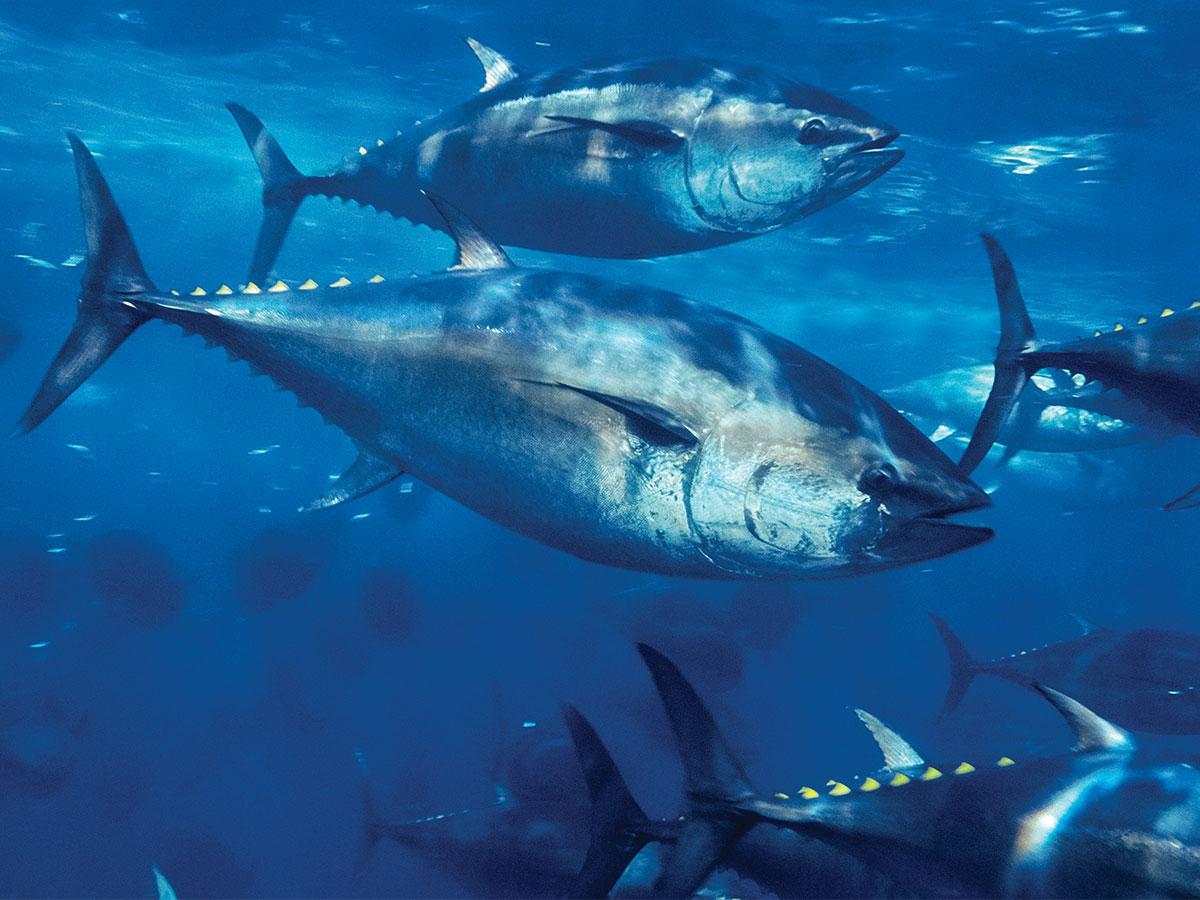Spring 2018 Victory for Pacific Bluefin Tuna Member