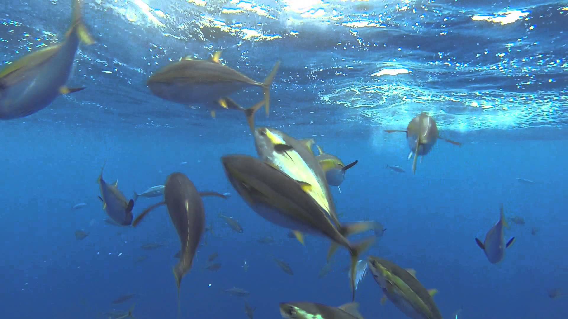 Yellowfin Tuna: Characteristic, properties, benefits and more