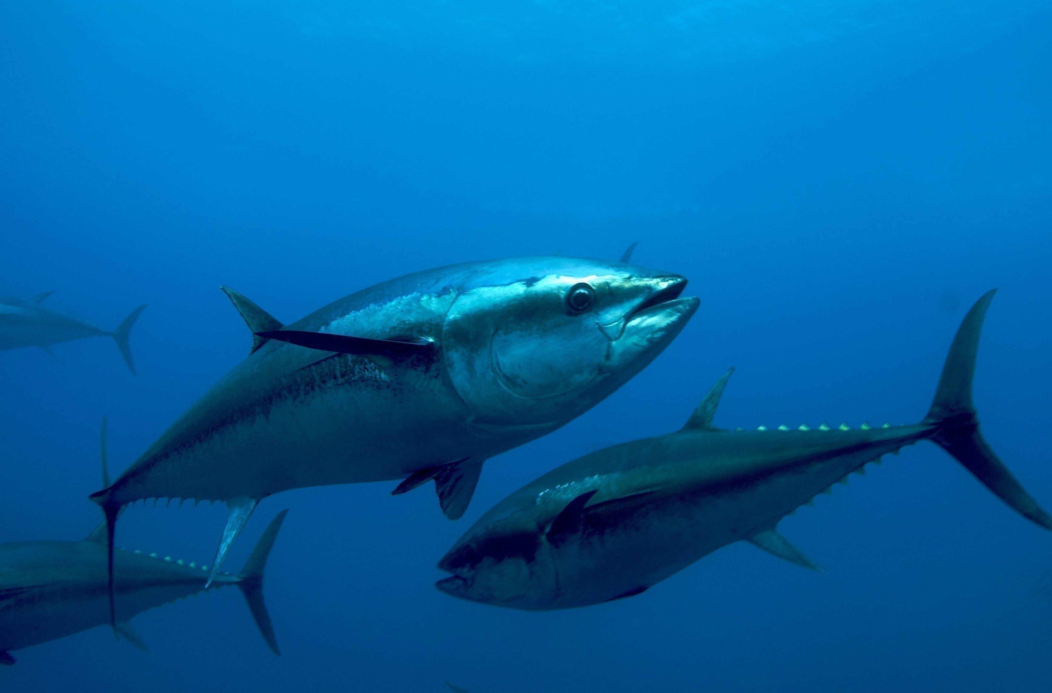 Tuna HD Wallpaper