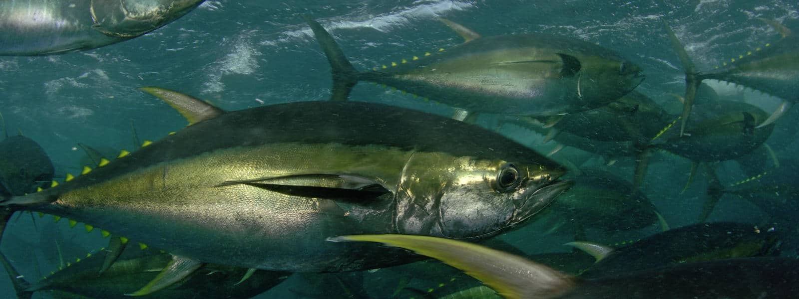 Yellowfin Tuna: Characteristic, properties, benefits and more