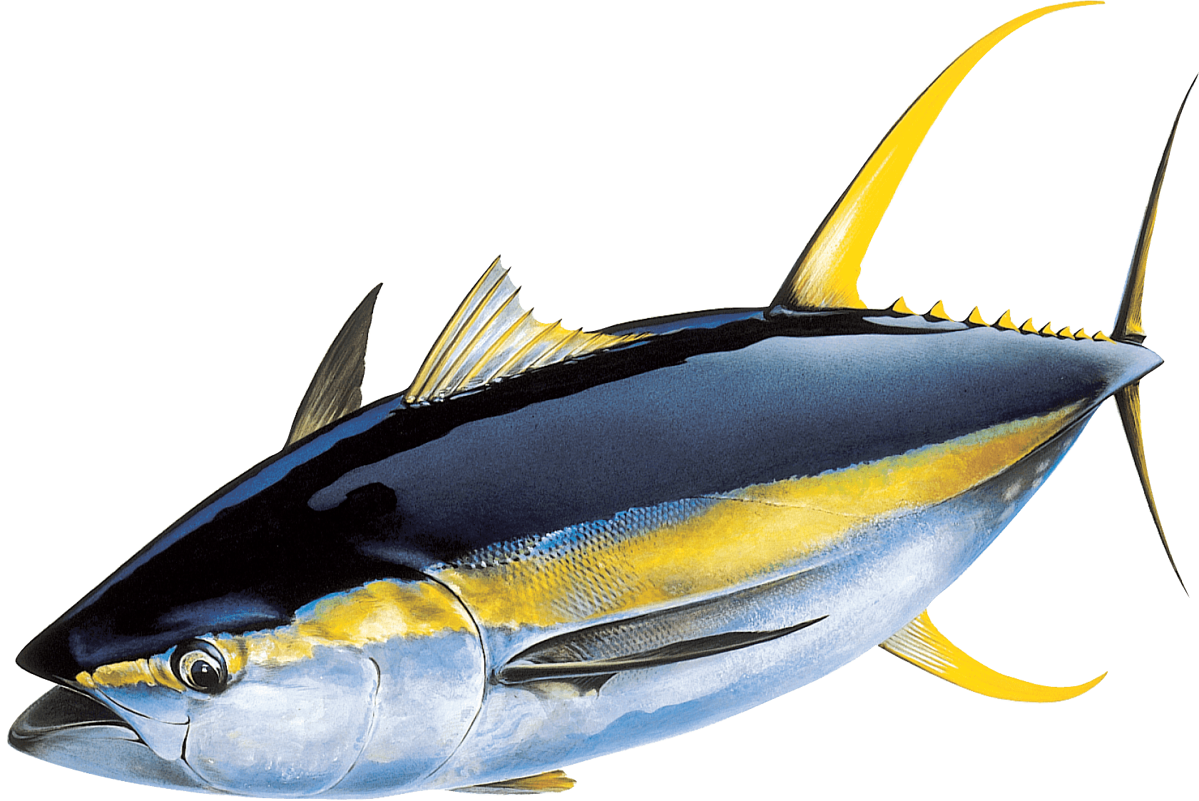 Yellowfin Tuna Drawing. Free download best Yellowfin Tuna Drawing
