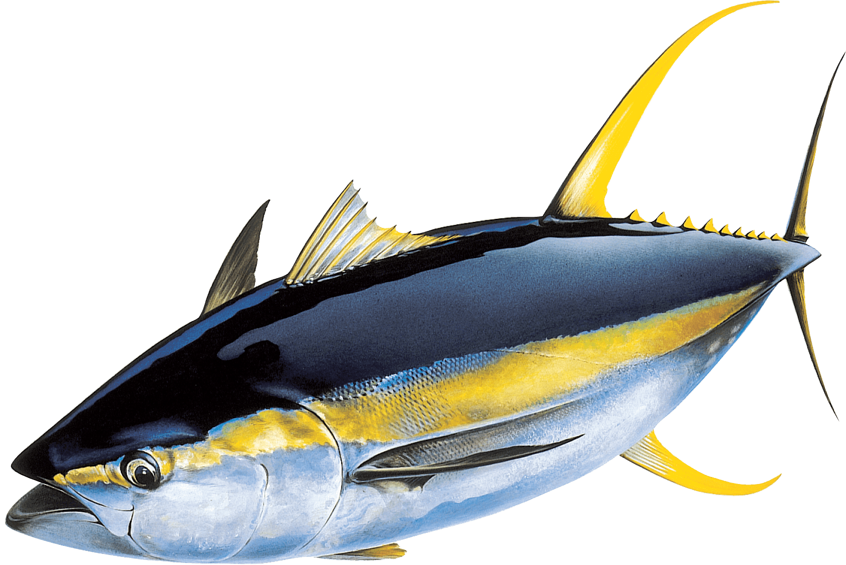 Yellowfin Tuna Wallpapers Wallpaper Cave